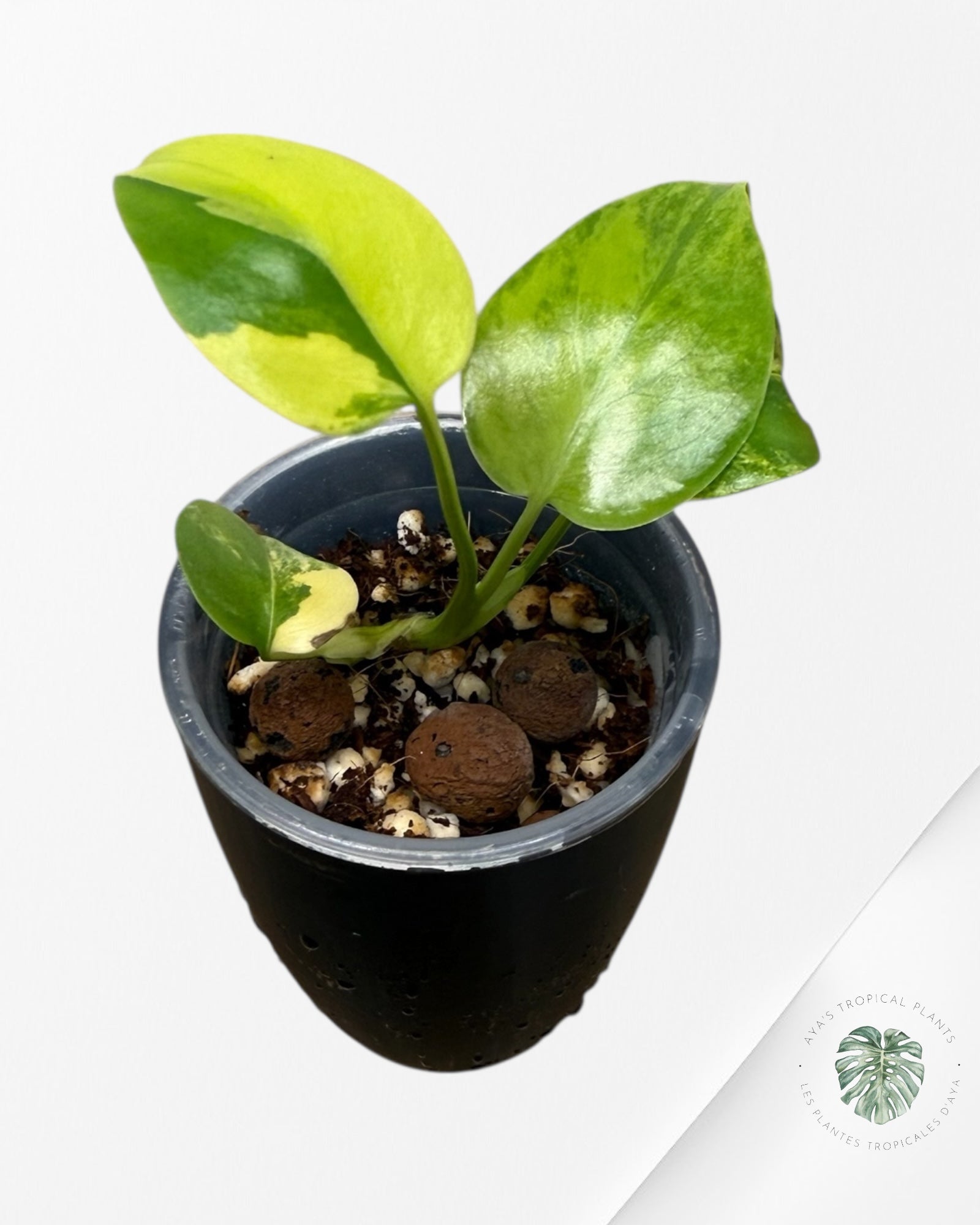 Monstera Deliciosa 'Yellow Marilyn'