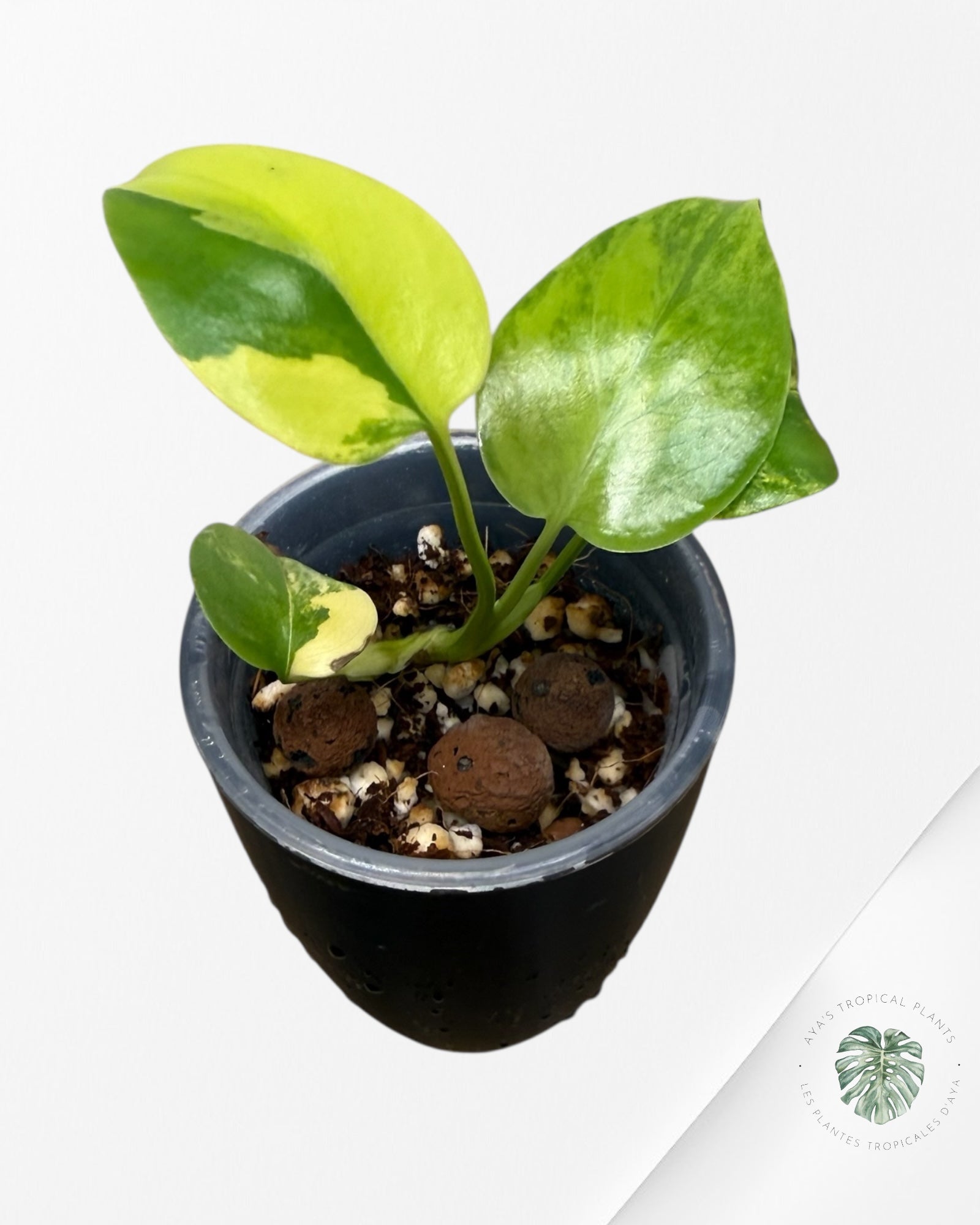 Monstera Deliciosa 'Yellow Marilyn'