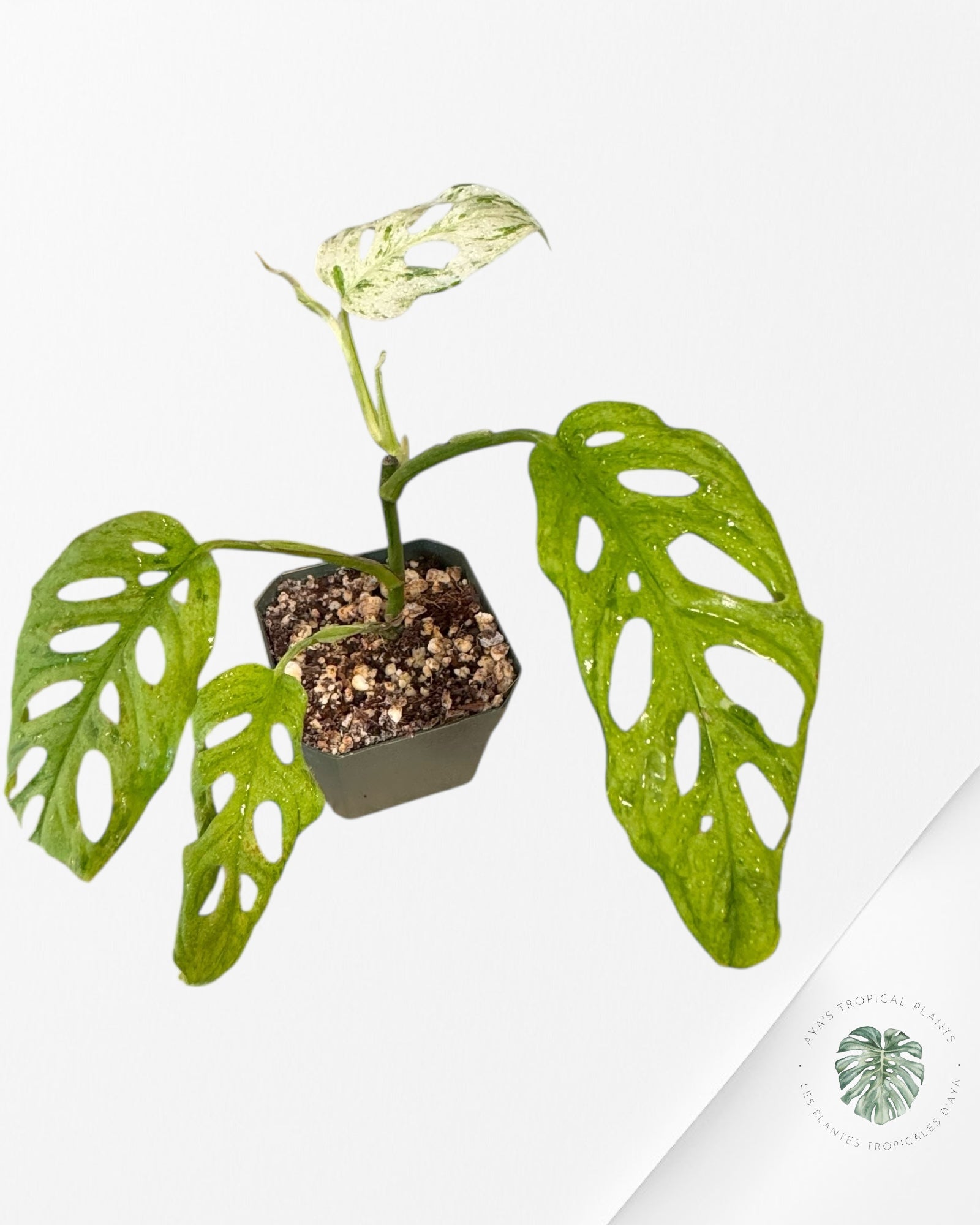 Monstera Frozen Freckle - T2