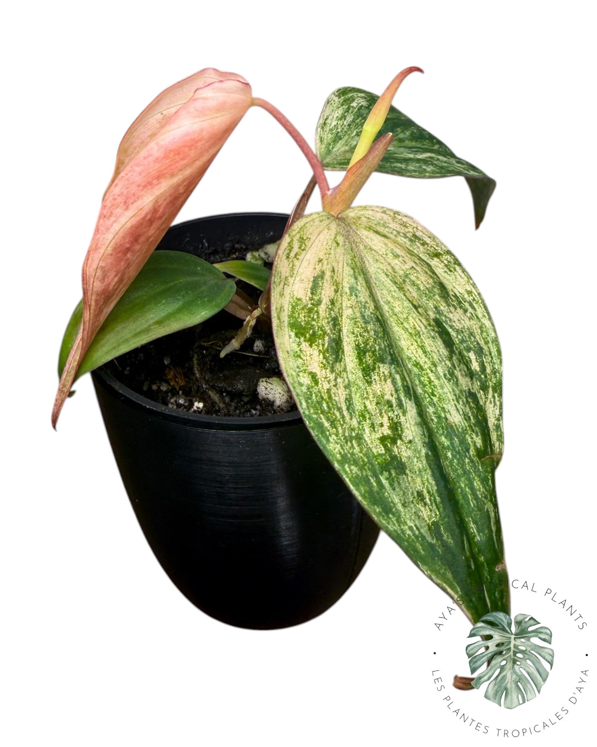Philodendron Pink Micans Menthe