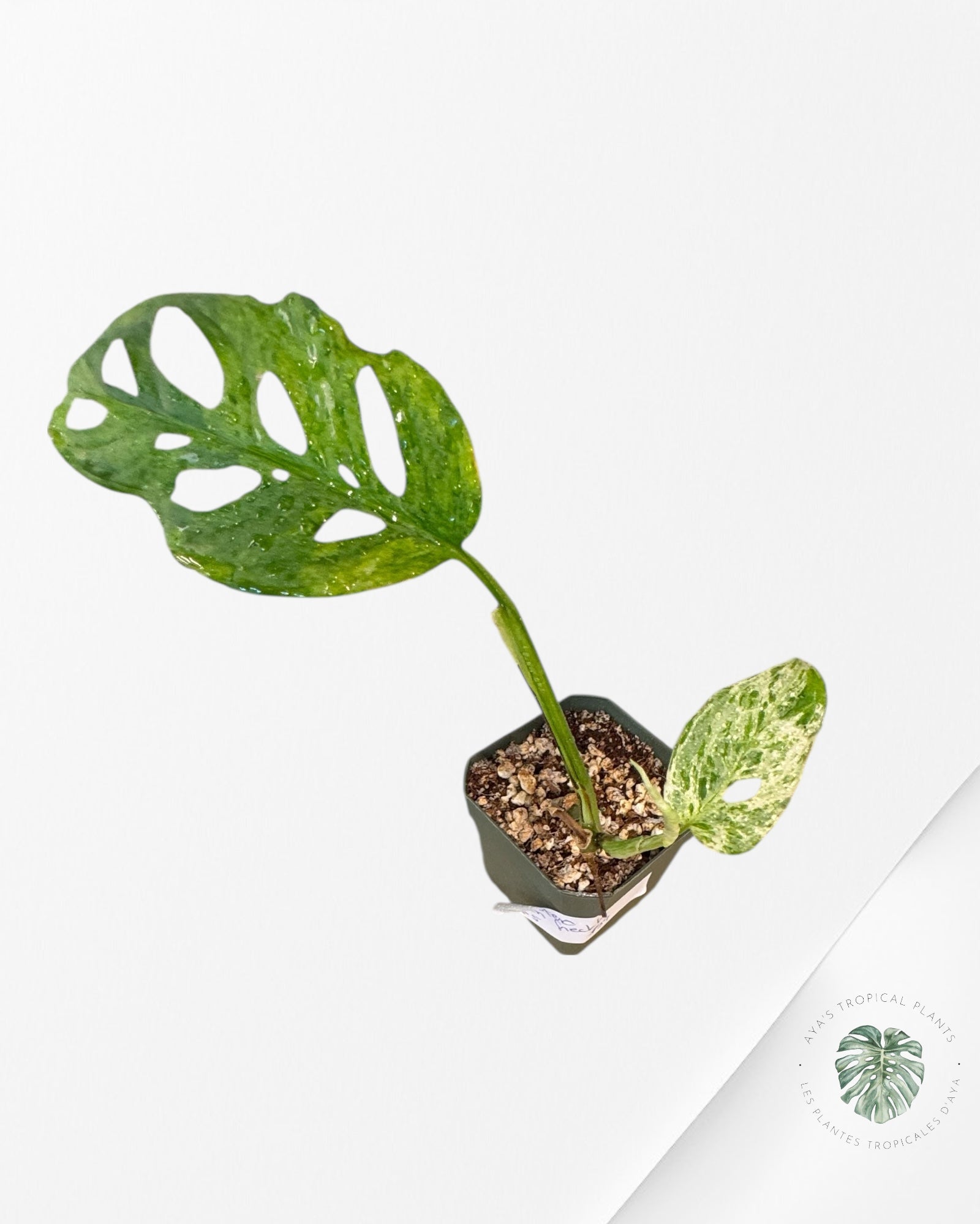 Monstera Frozen Freckle - P5