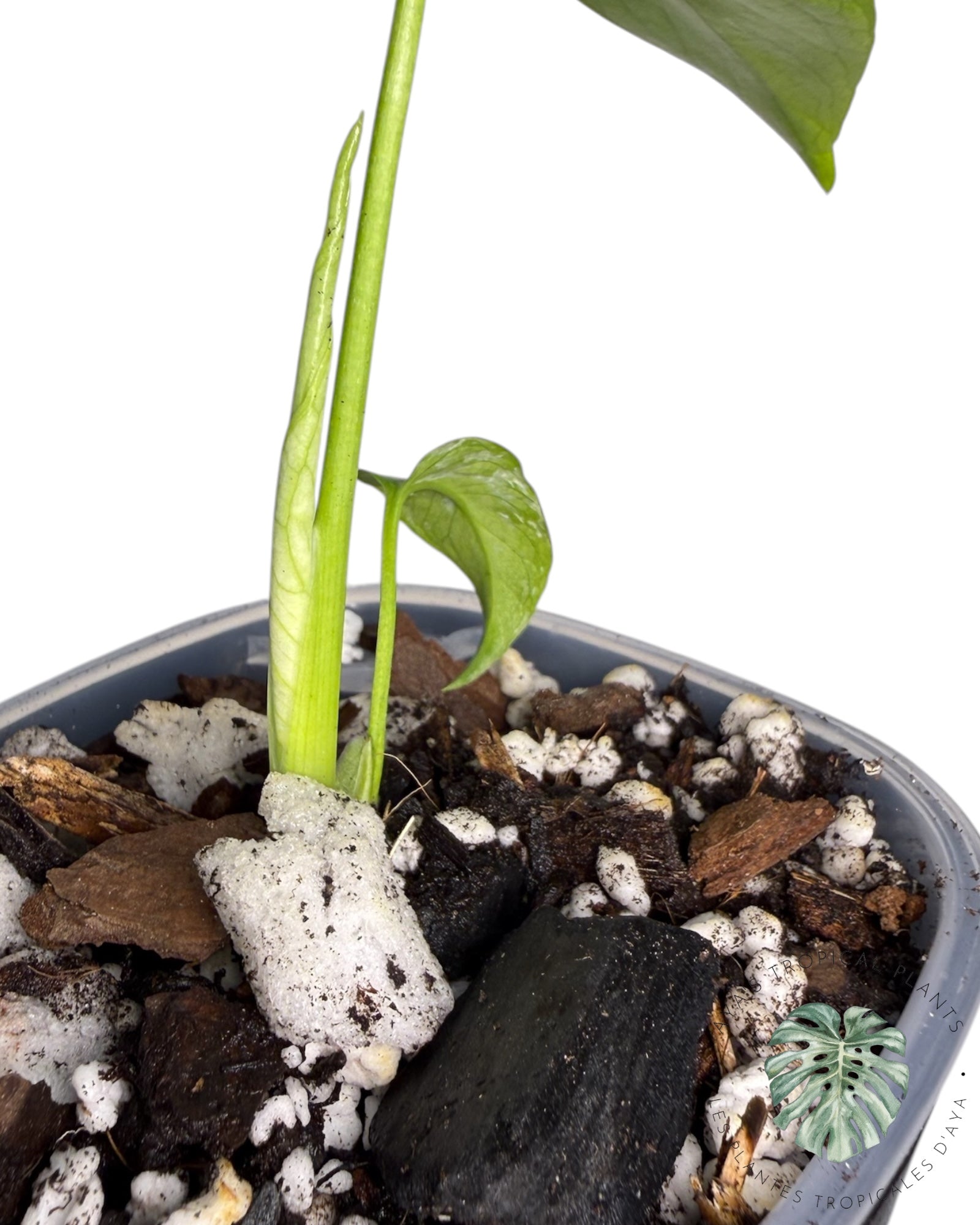 Monstera Deliciosa 'Devil Monster'