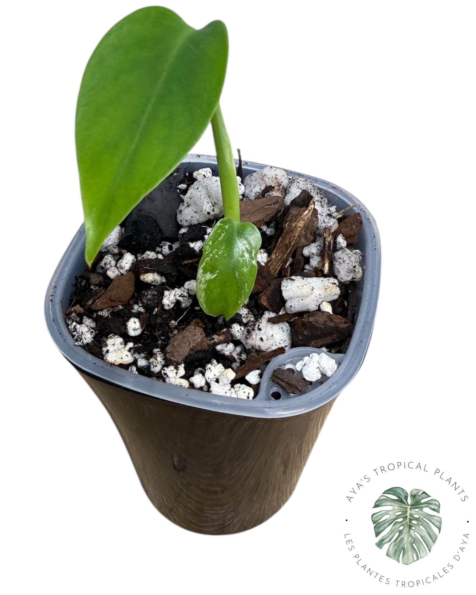 Monstera Deliciosa 'Devil Monster'