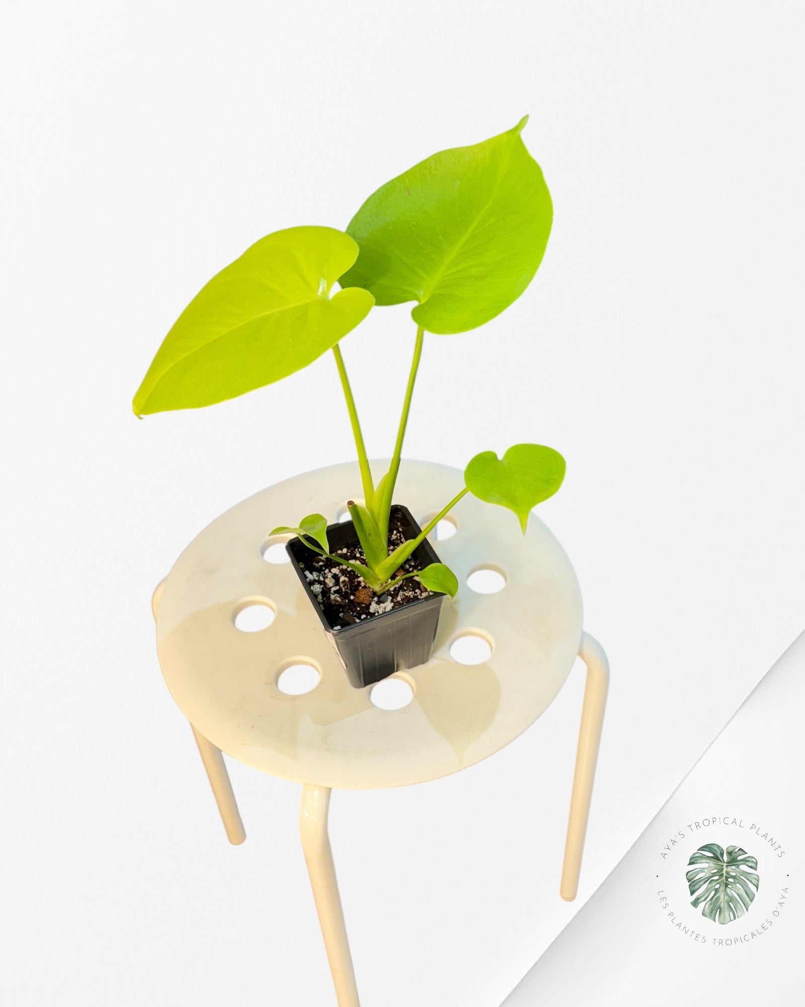 Monstera deliciosa 'Lemon Lime' - V