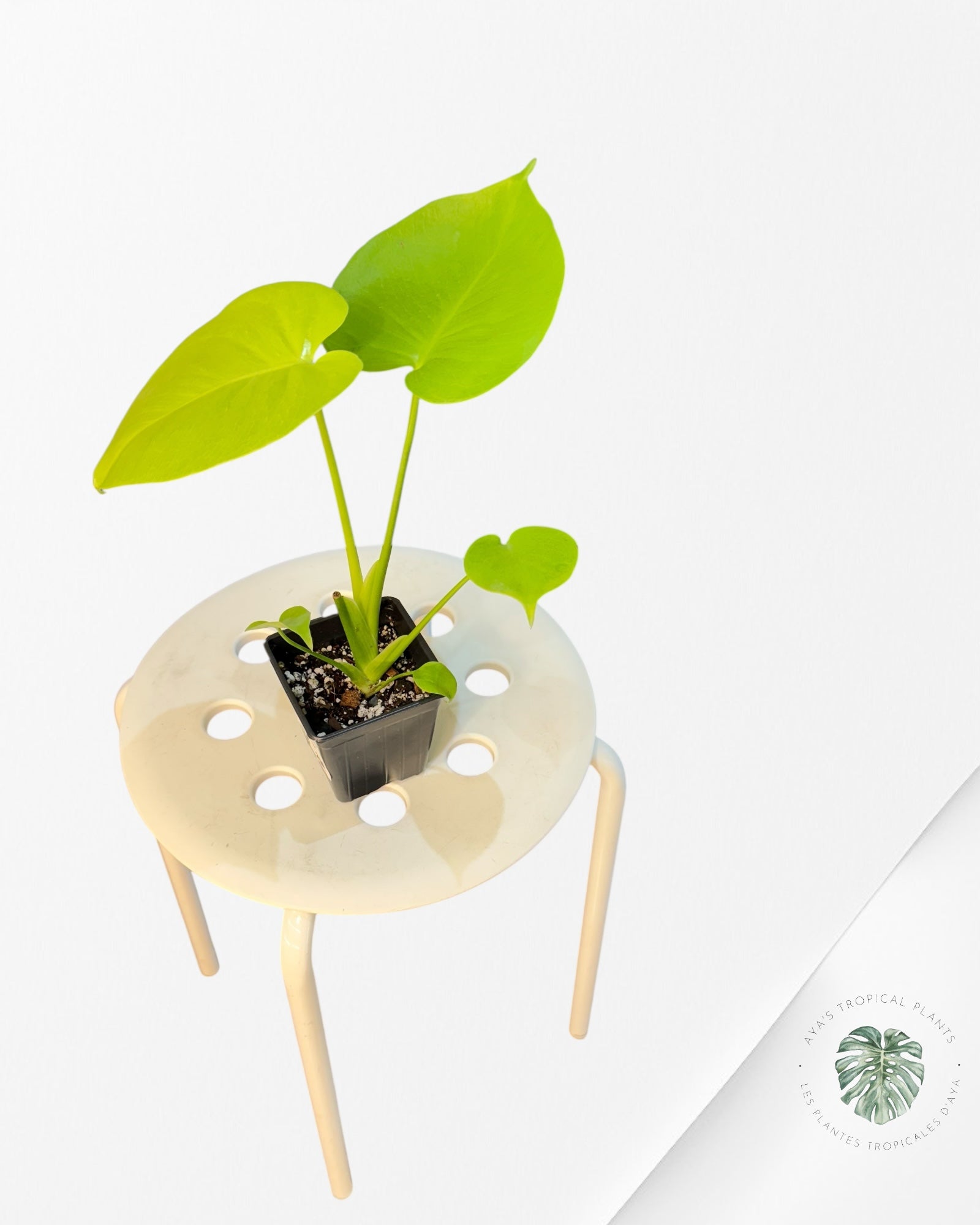 Monstera deliciosa 'Lemon Lime' - V