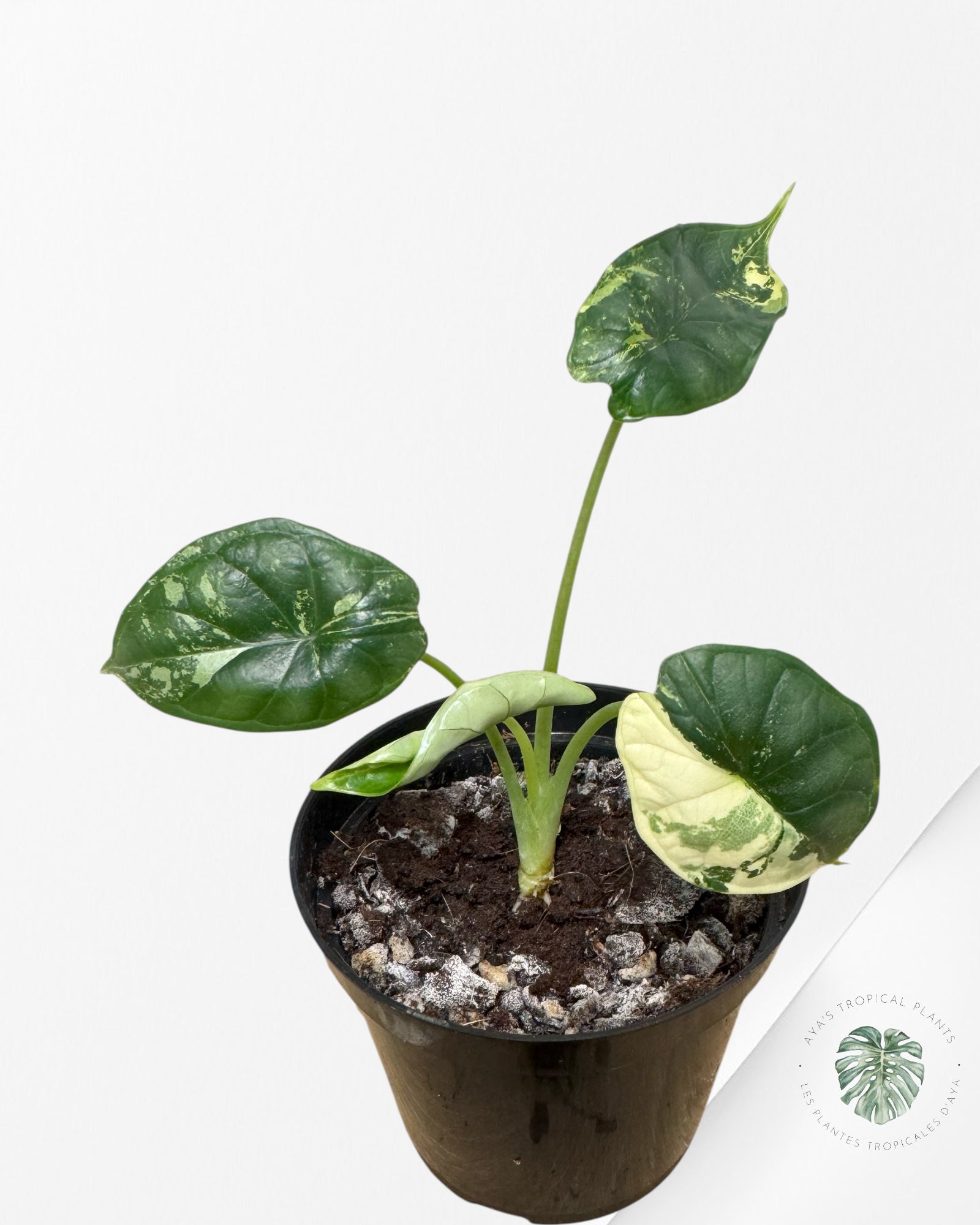 Alocasia baginda 'Dragon Scale' panaché - F1