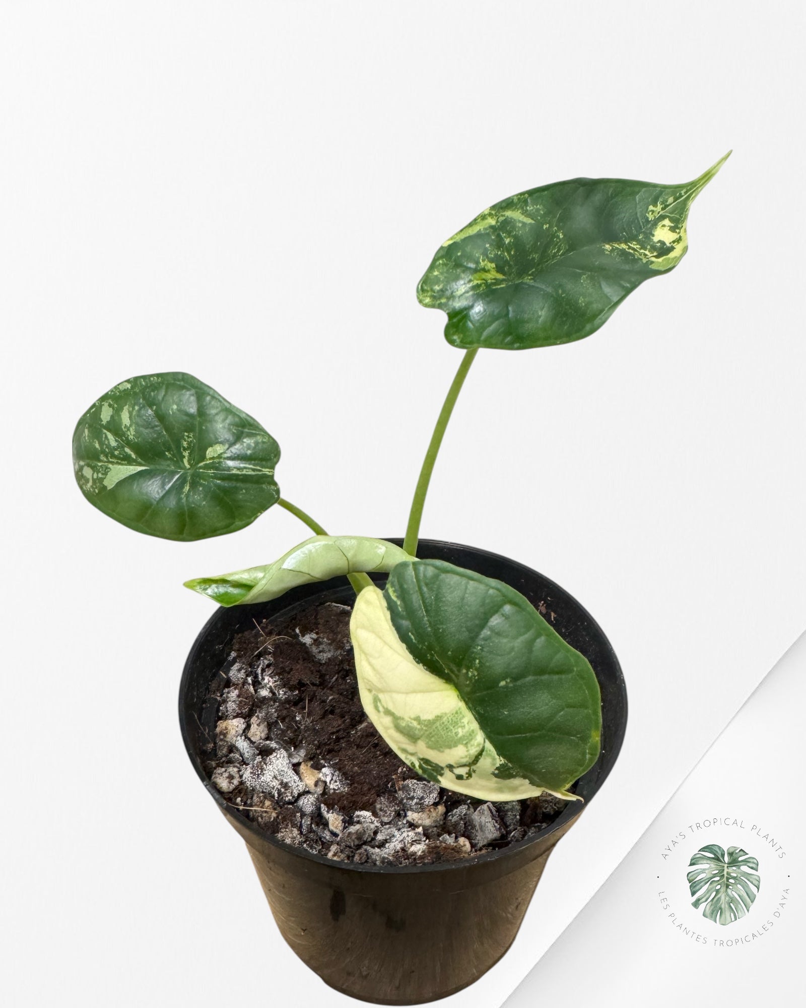 Alocasia baginda 'Dragon Scale' panaché - F1