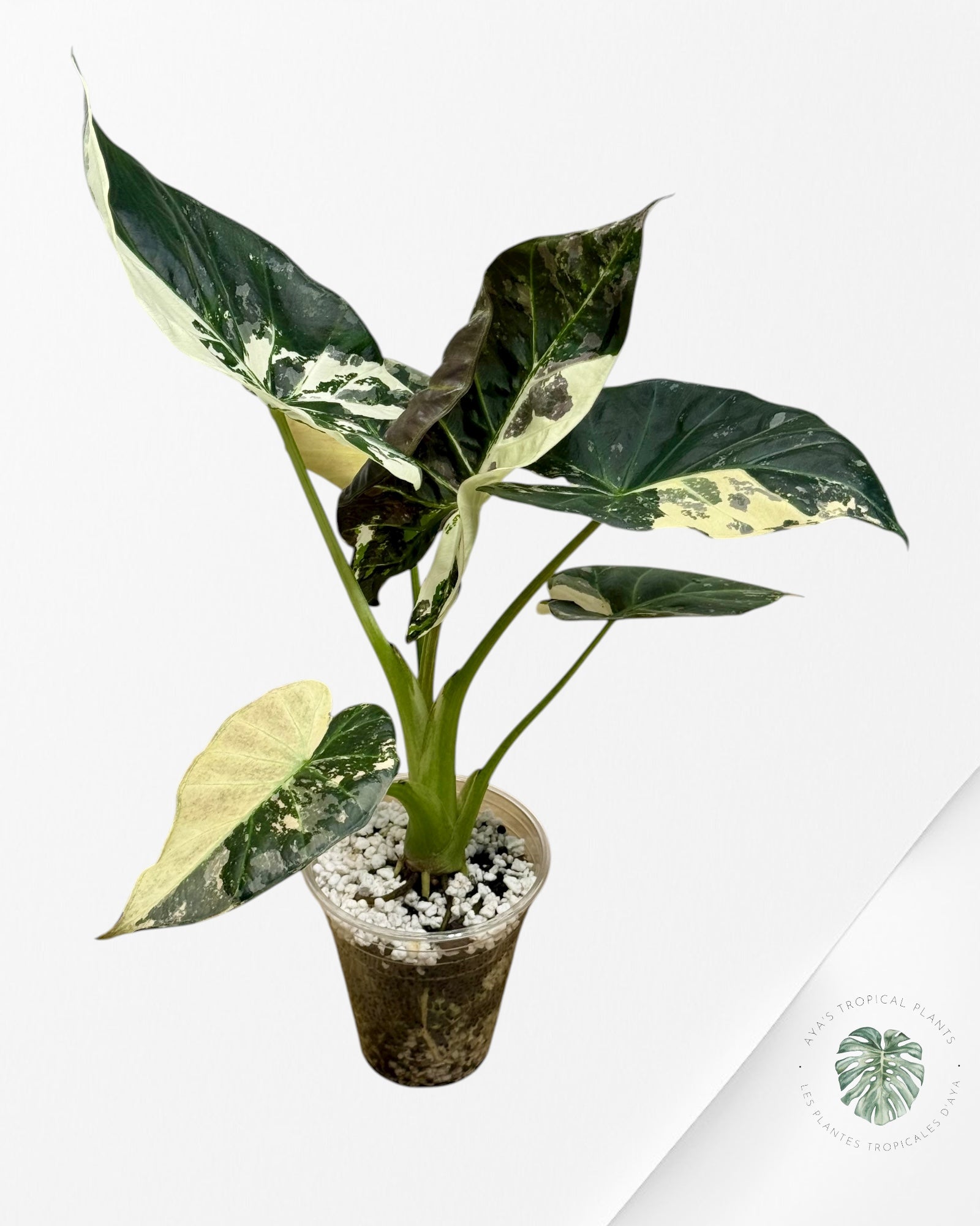 Alocasia Regal Shield Albo - 2
