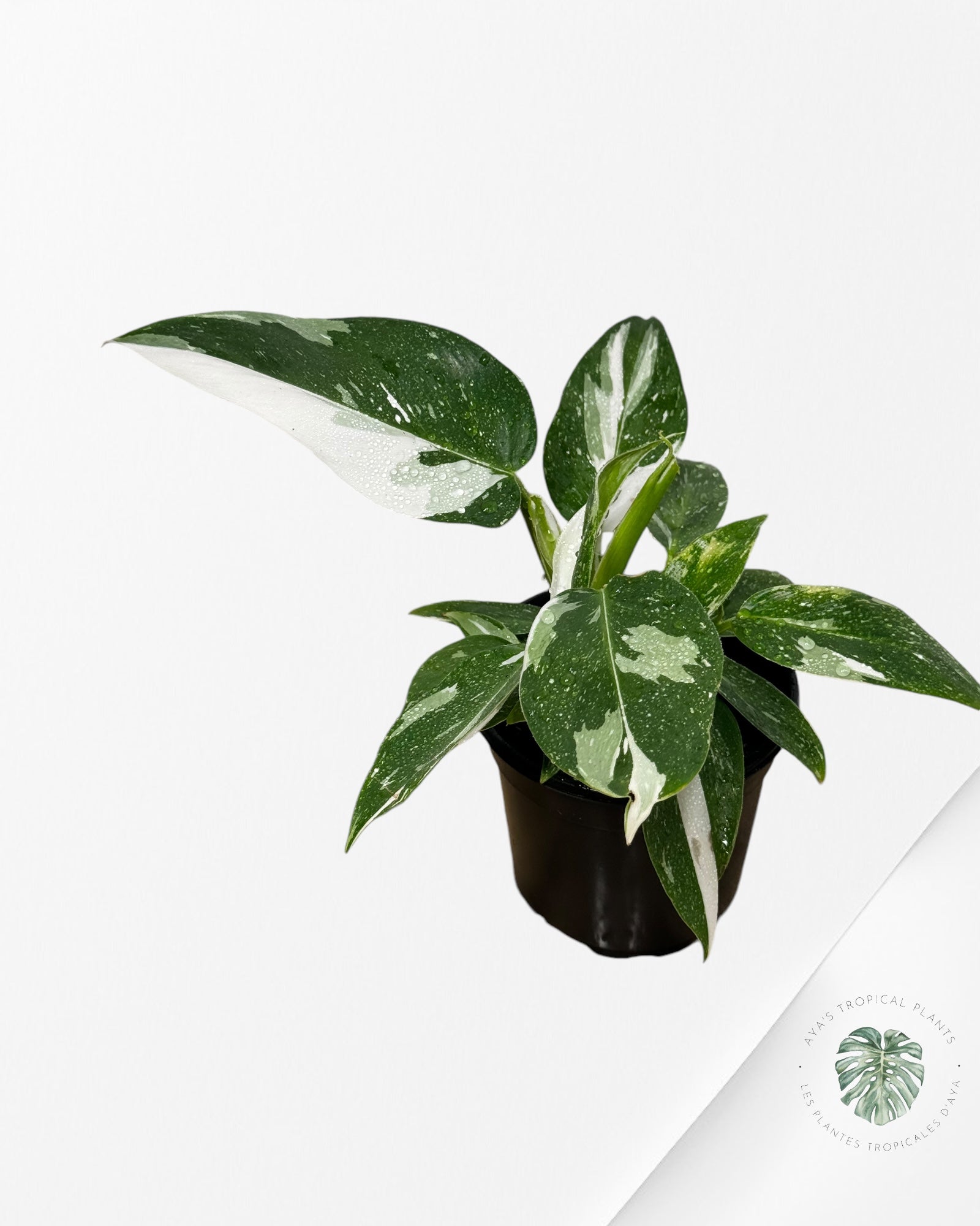 Philodendron White Princess-PWP2