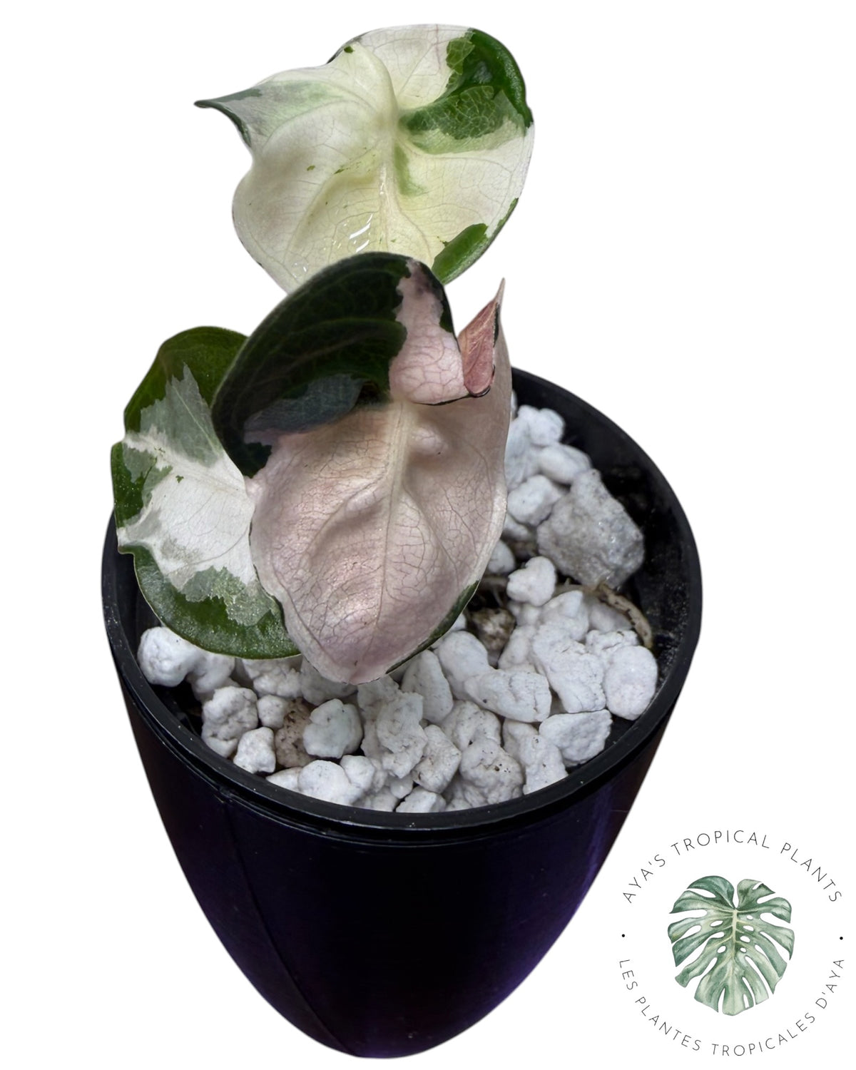 Alocasia Cœur Ballonet Rose panaché