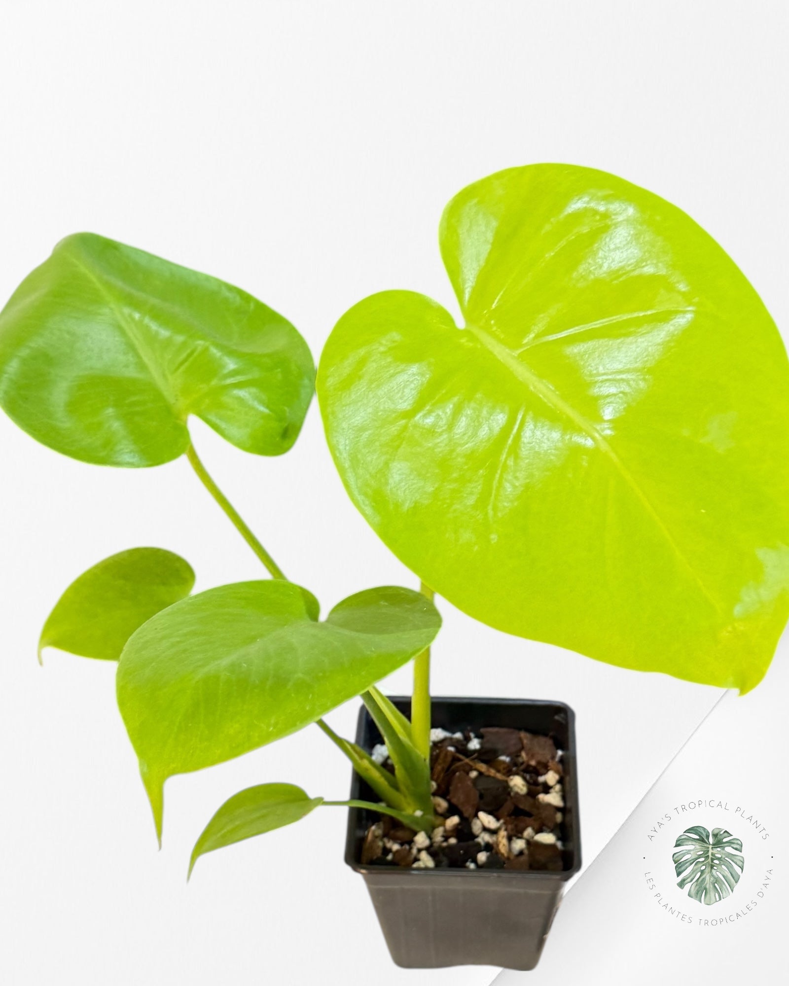 Monstera deliciosa 'Lemon Lime' - F00