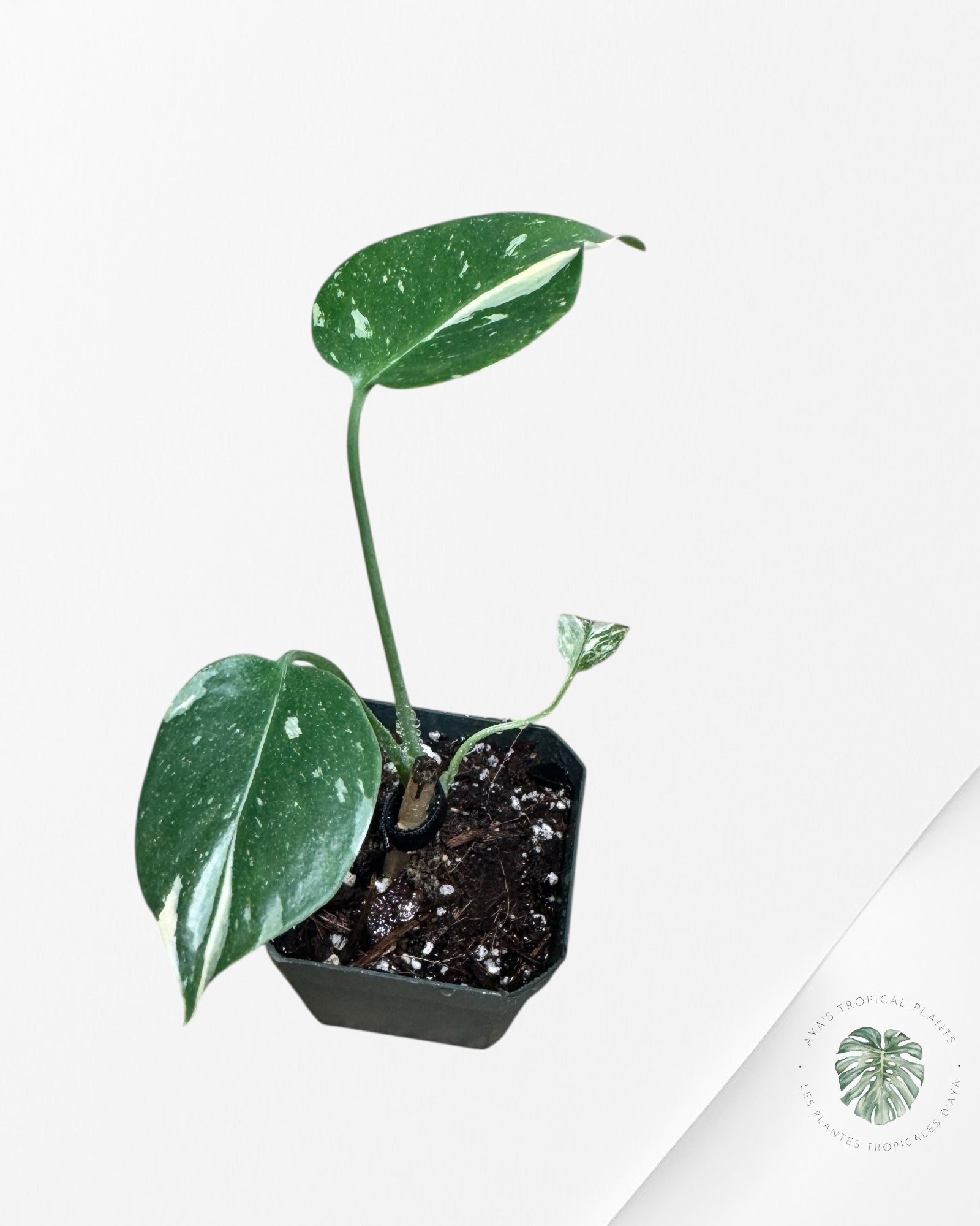 Monstera Thai Constellation Crème Brûlée - W