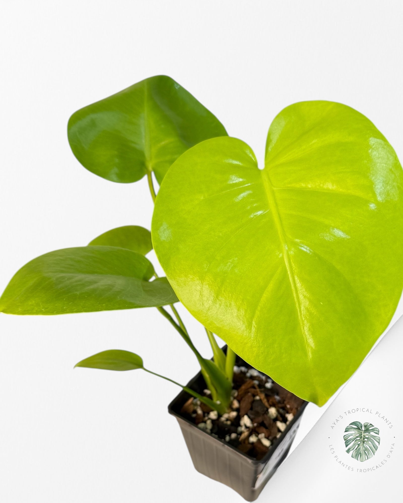 Monstera deliciosa 'Lemon Lime' - F00