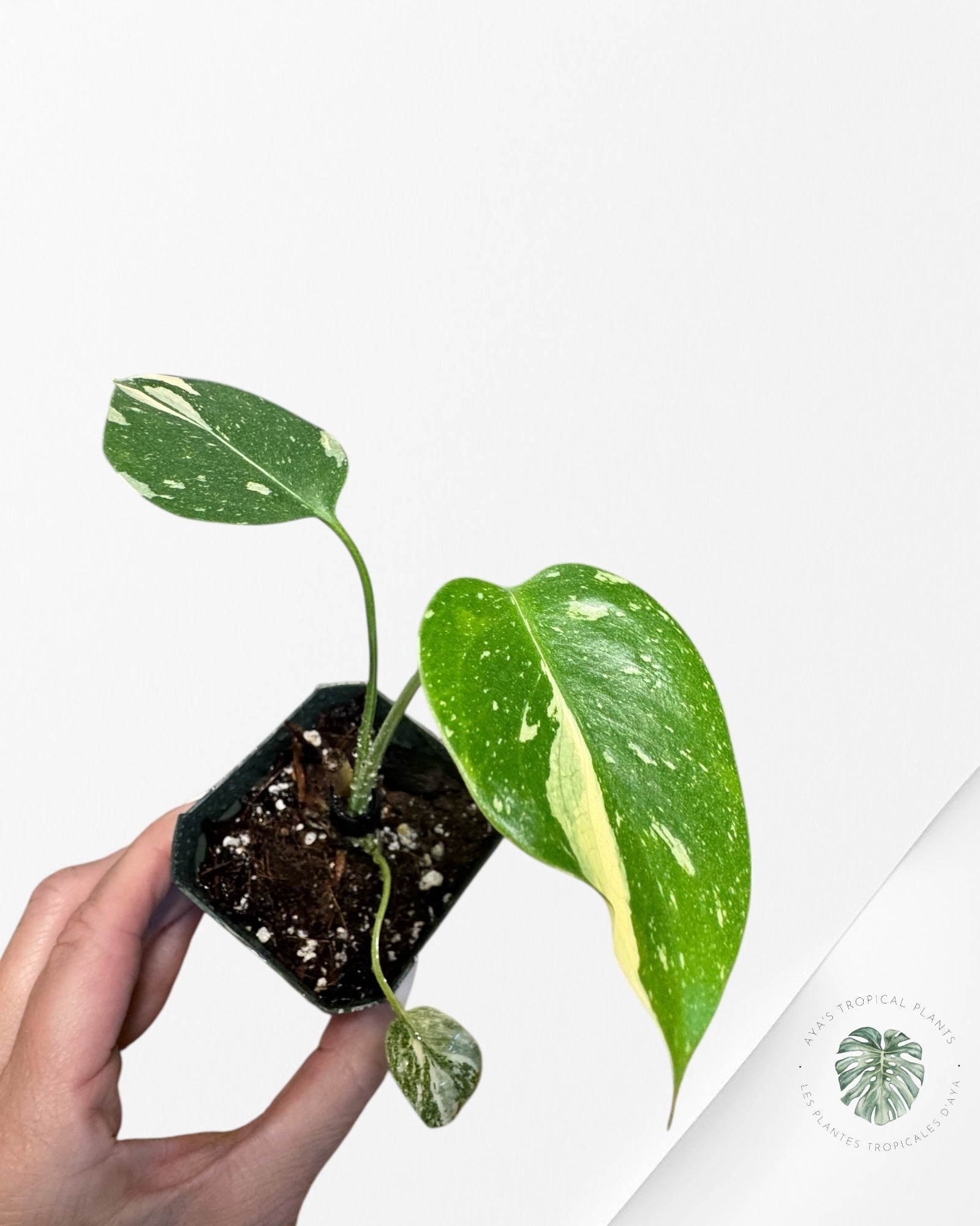 Monstera Thai Constellation Crème Brûlée - W