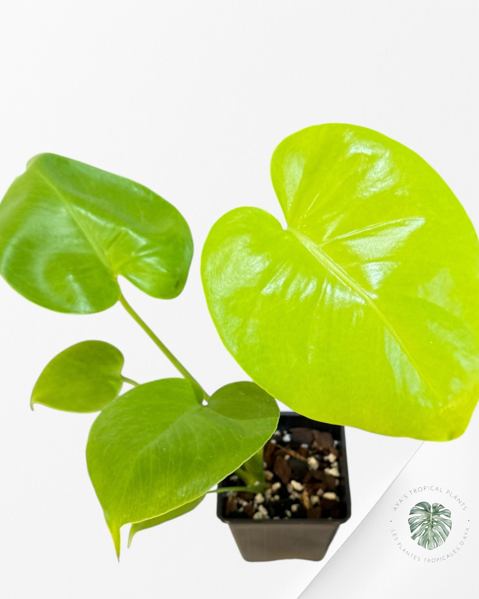 Monstera deliciosa 'Lemon Lime' - F00