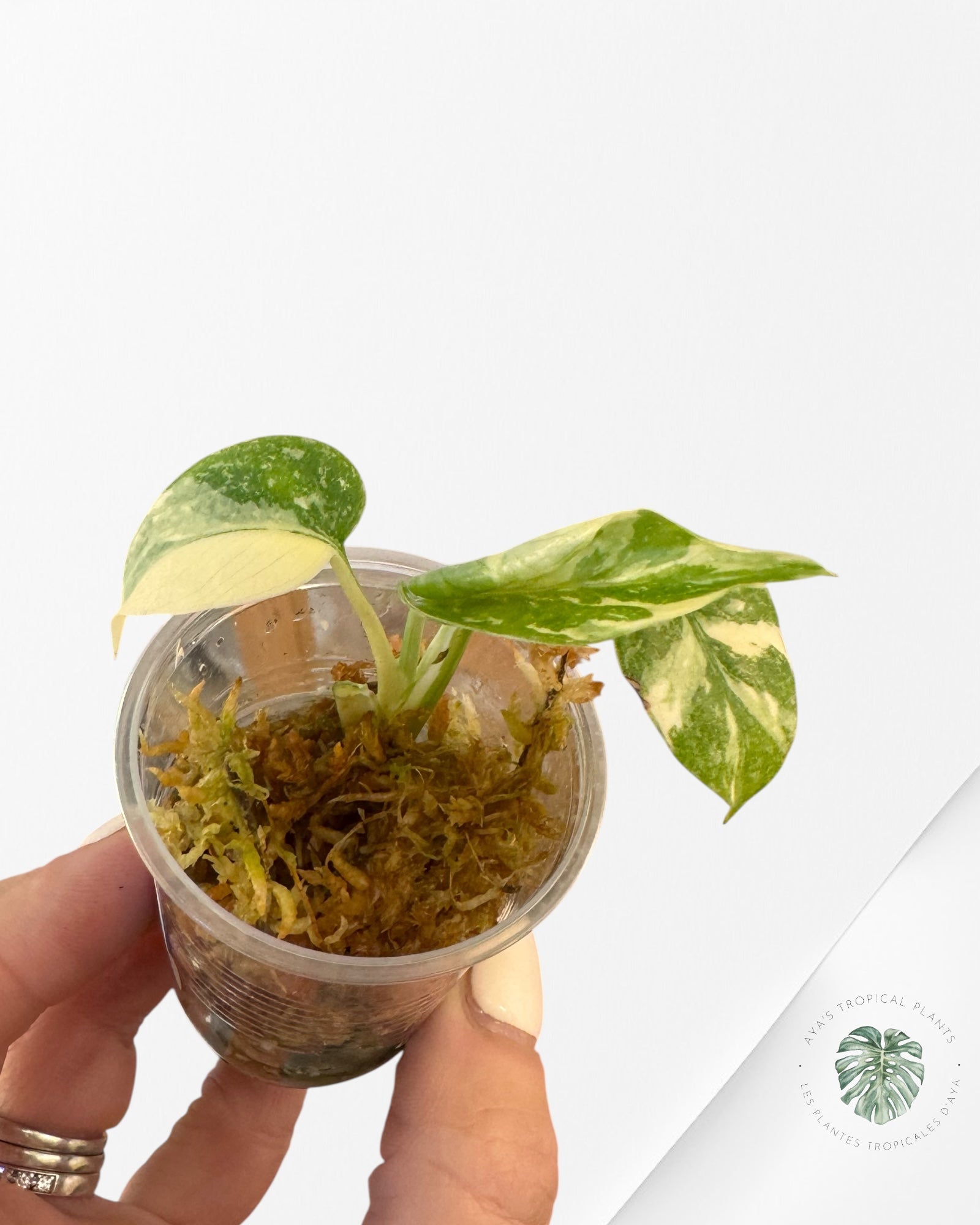 Monstera Thai Constellation Crème Brûlée - LU