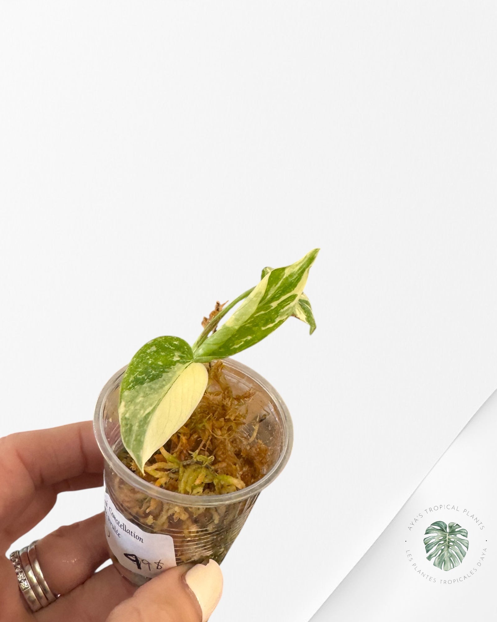 Monstera Thai Constellation Crème Brûlée - LU