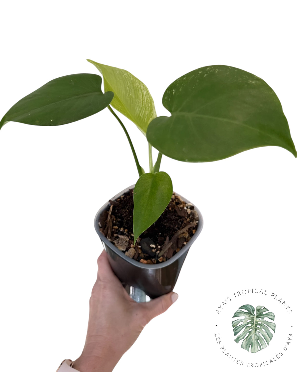 Monstera Deliciosa 'Devil Monster'