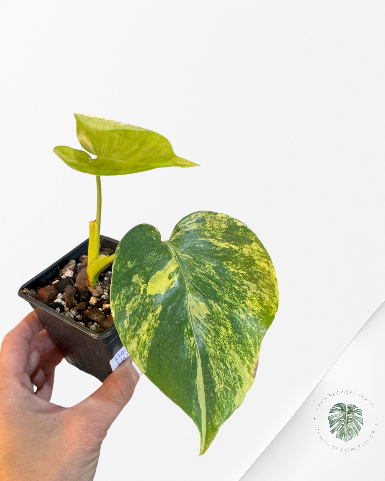 Monstera Deliciosa Jaune 'Marilyn' panaché