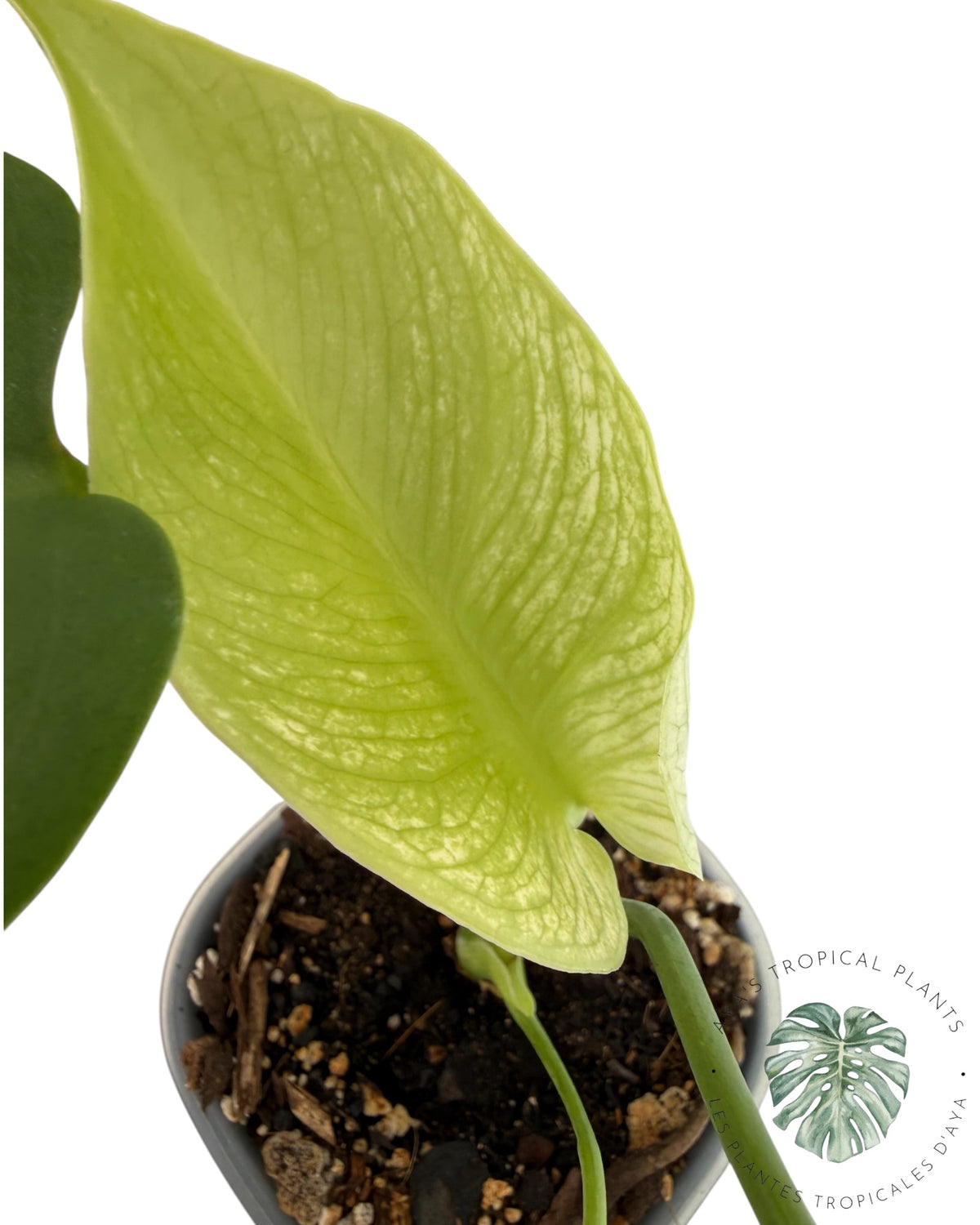 Monstera Deliciosa 'Devil Monster'