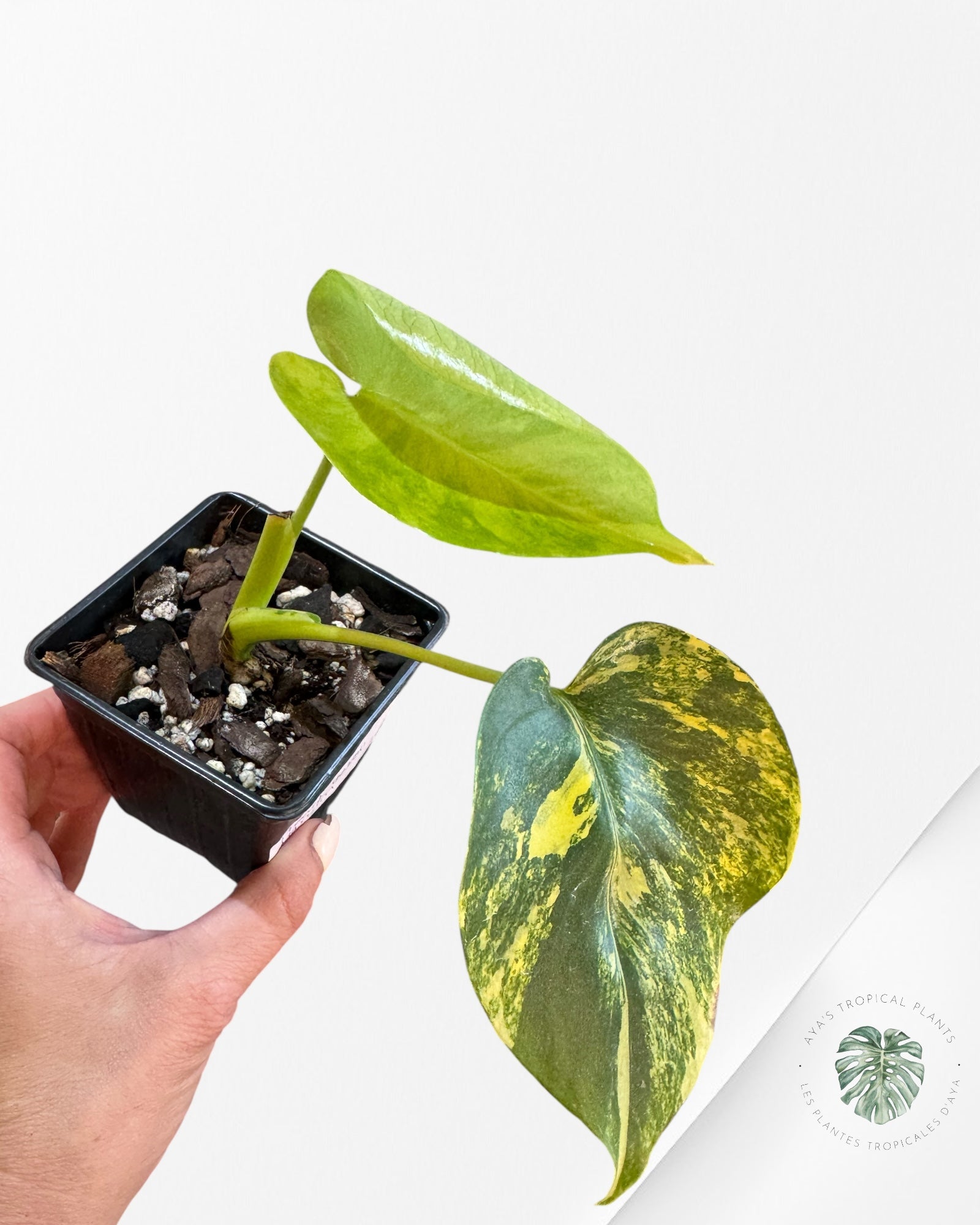 Monstera Deliciosa Jaune 'Marilyn' panaché