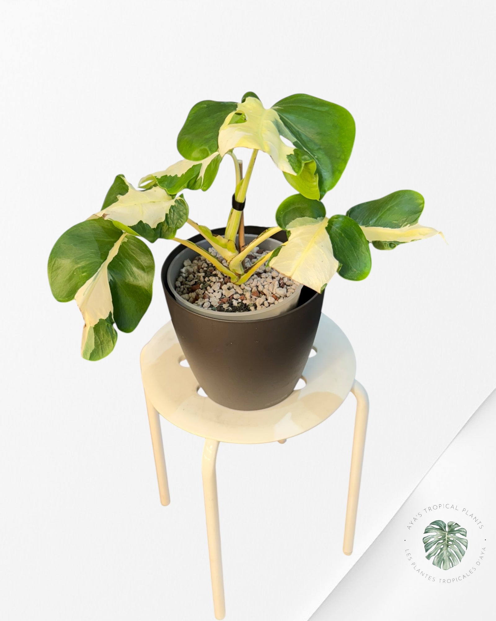 Monstera White Lava
