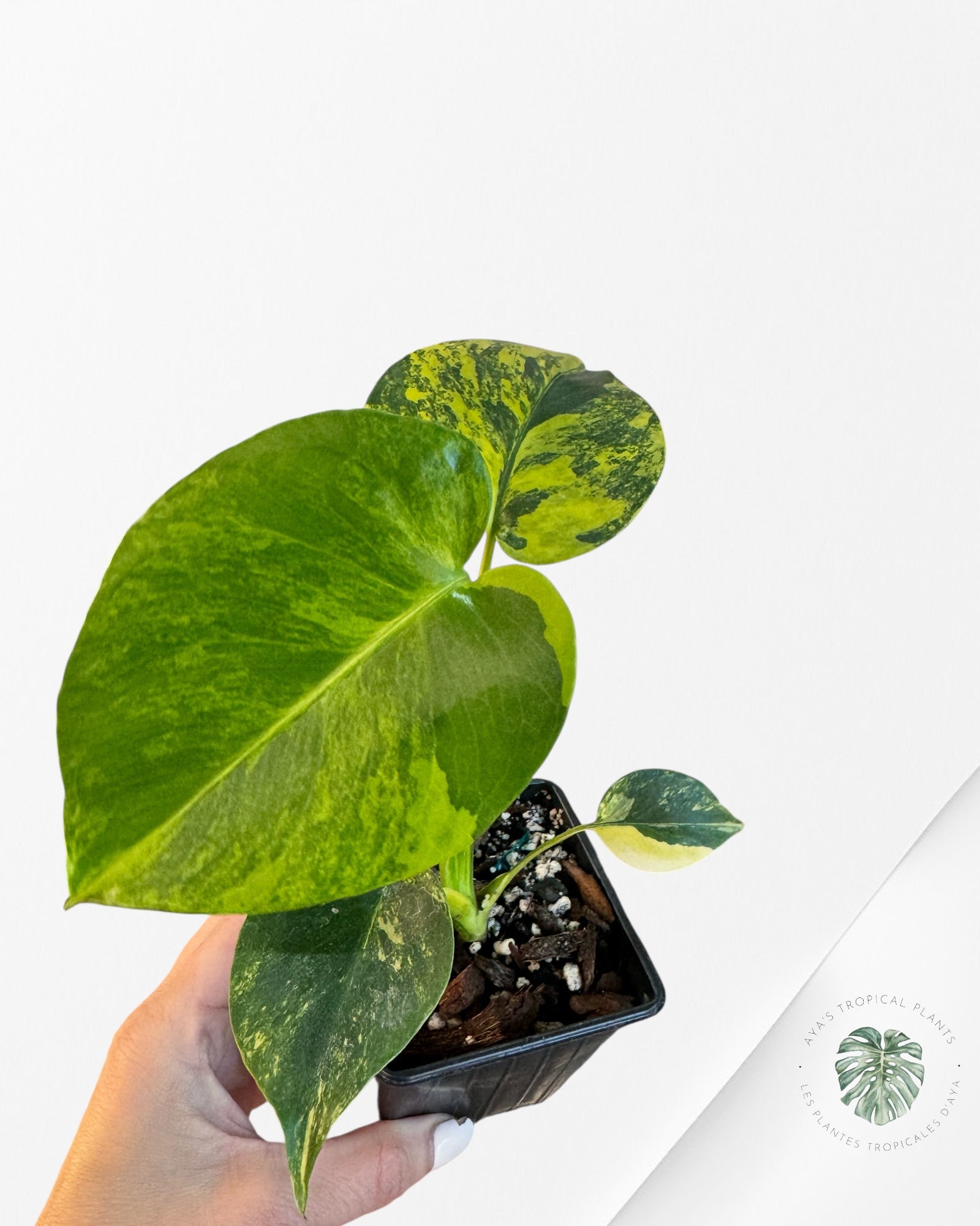 Monstera Deliciosa Jaune 'Marilyn' panaché - 4