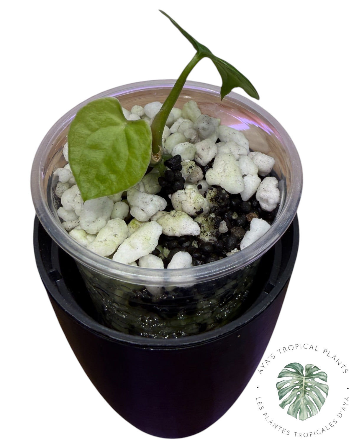 Anthurium Black Magic