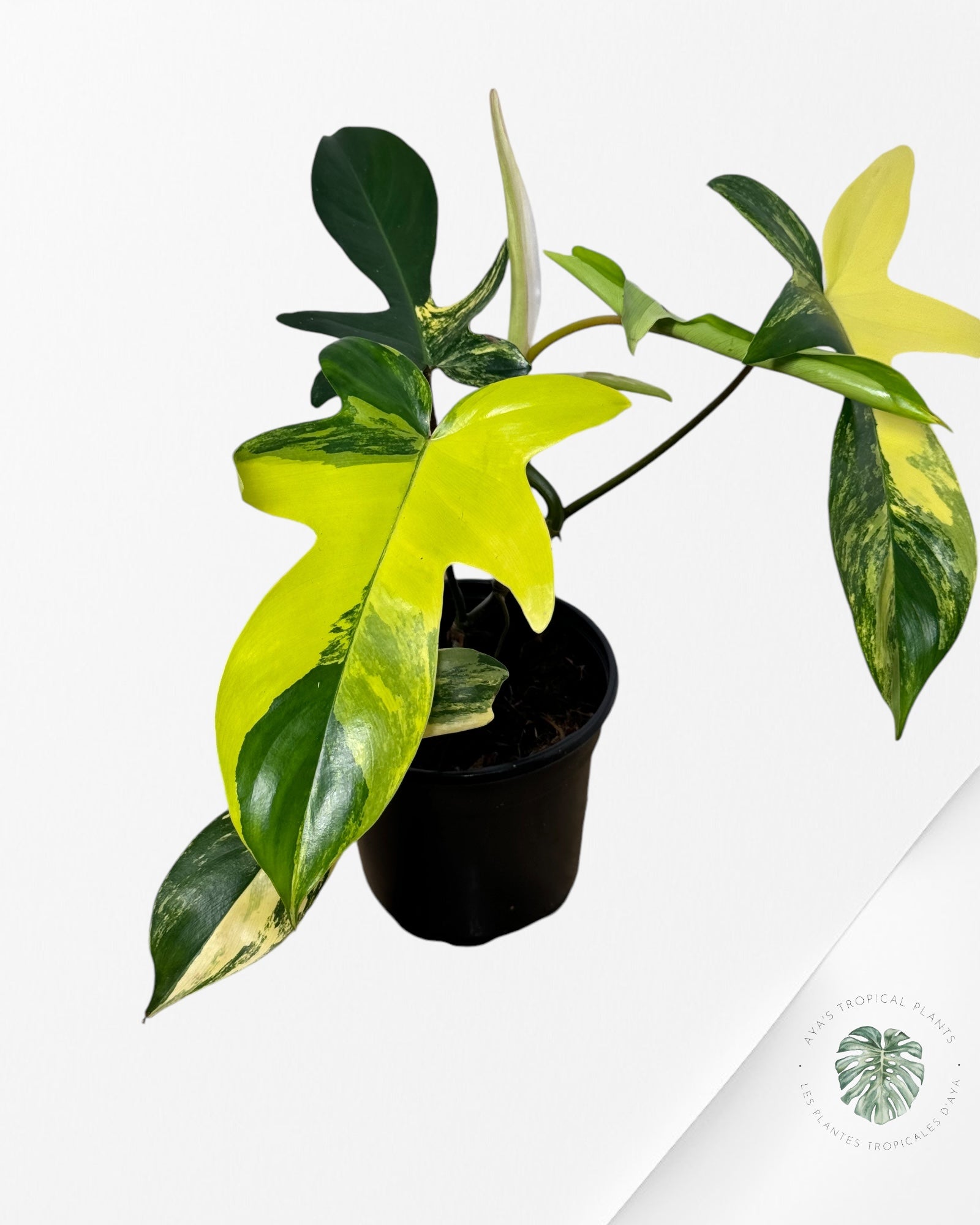 Philodendron Florida Beauty Variegated-4