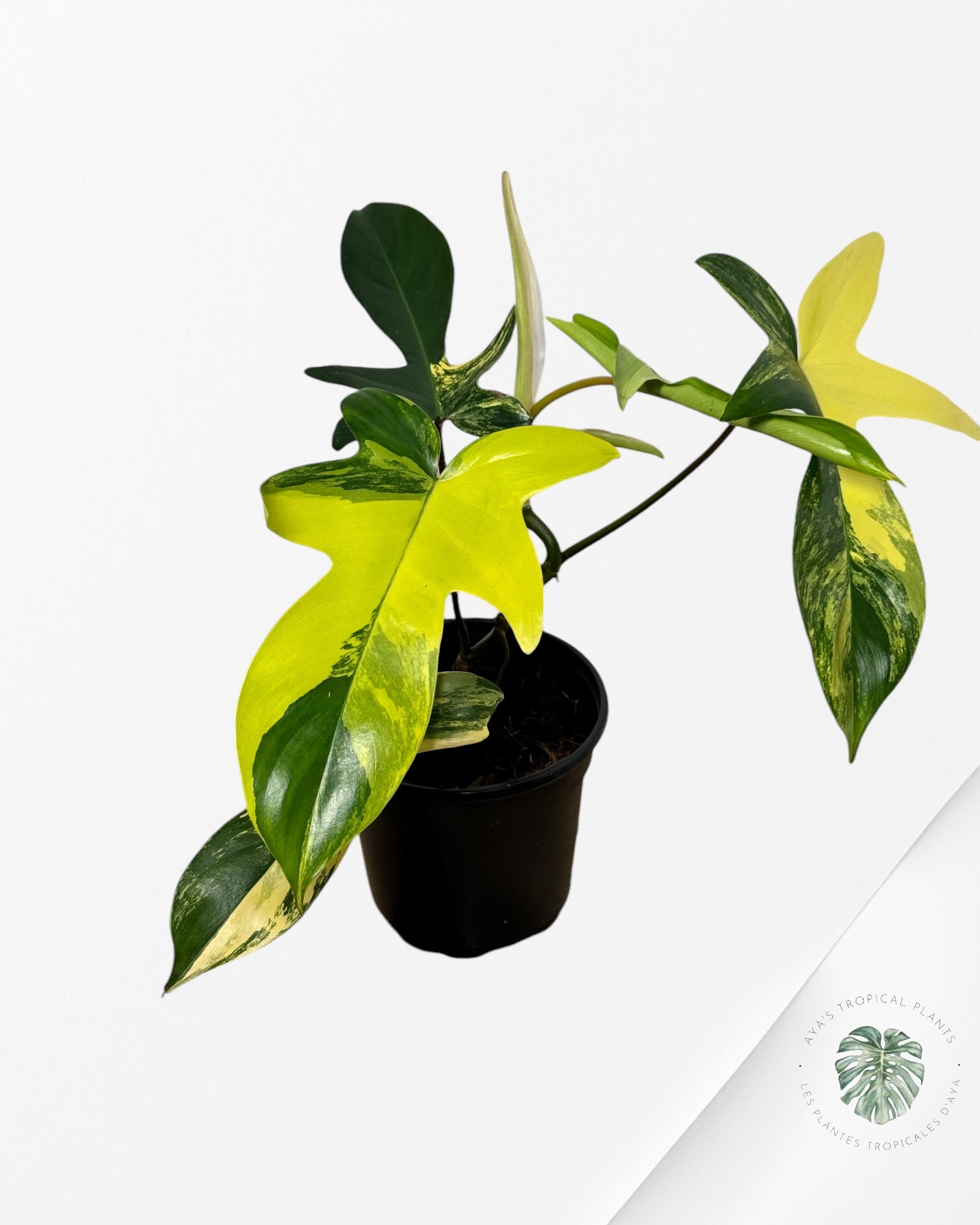 Philodendron Florida Beauty Variegated-4