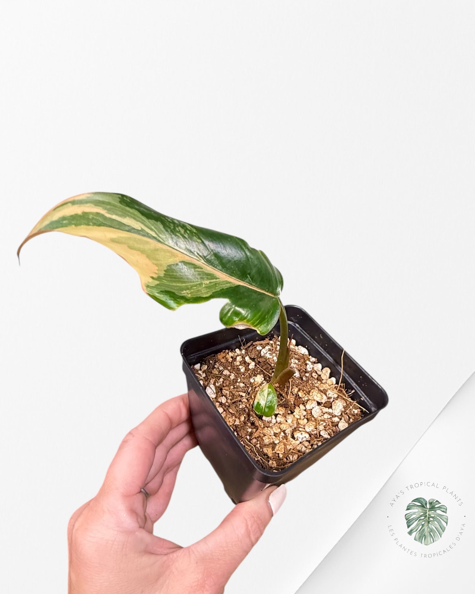 Homalomena Pink Diamond - V