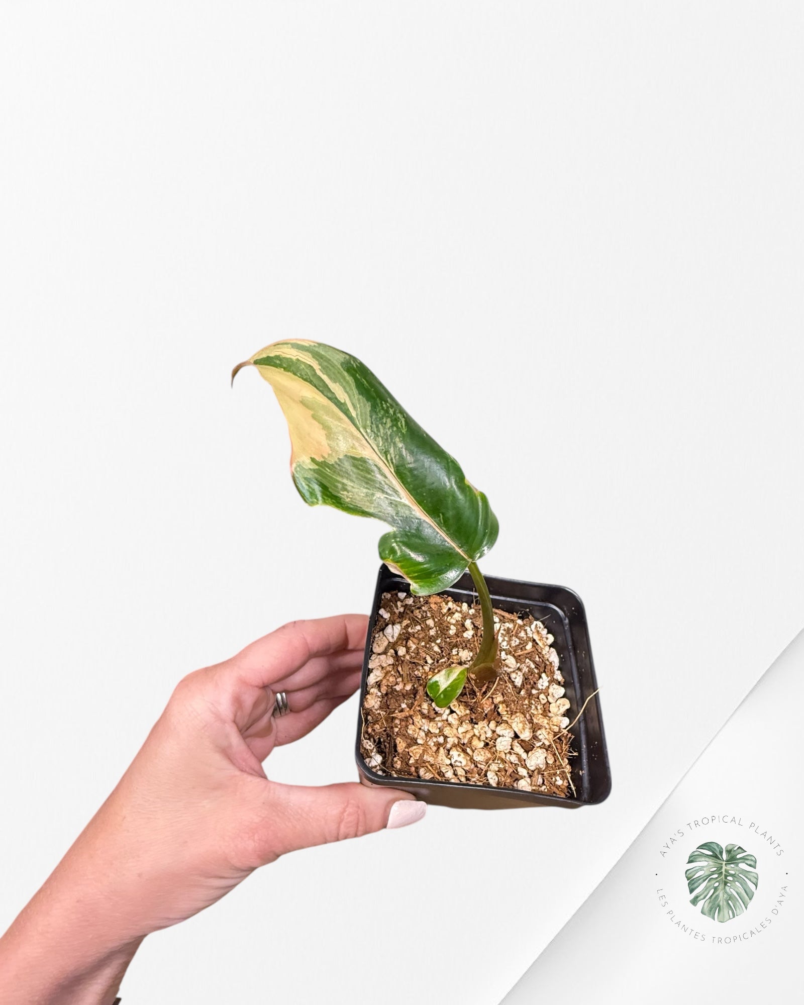 Homalomena Pink Diamond - V