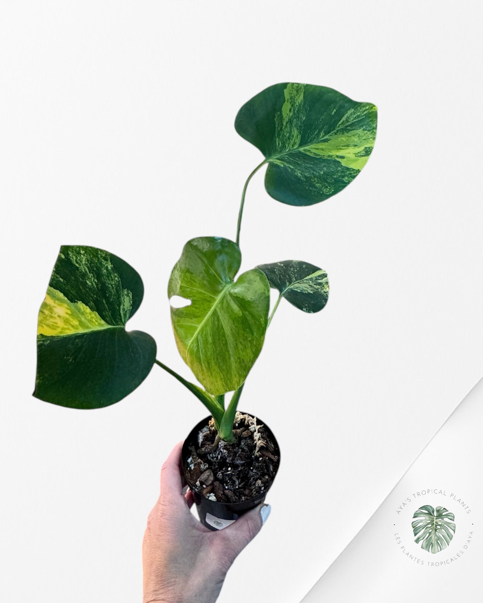 Monstera Deliciosa Jaune 'Marilyn' panaché - 8