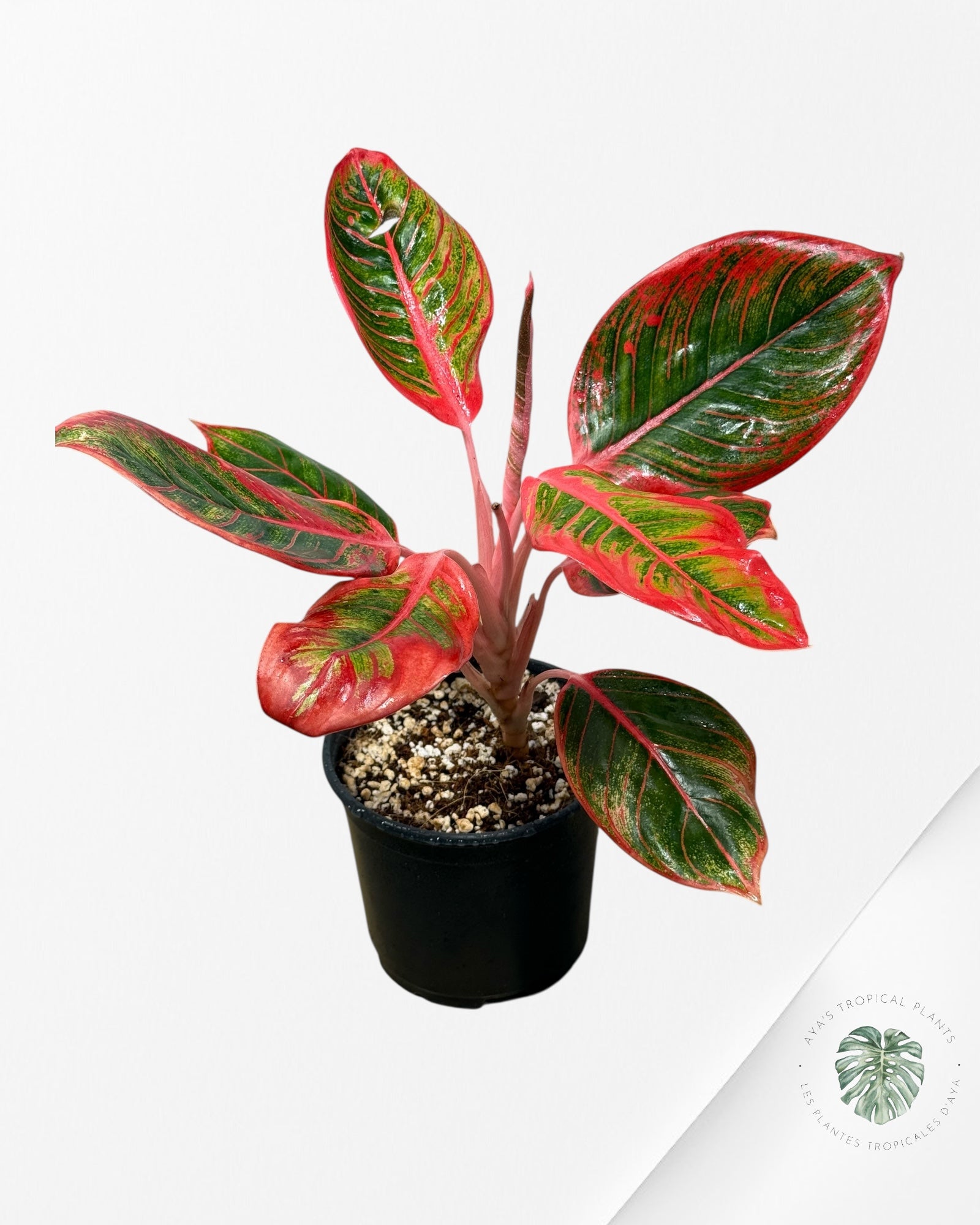 Aglaonema Khanza