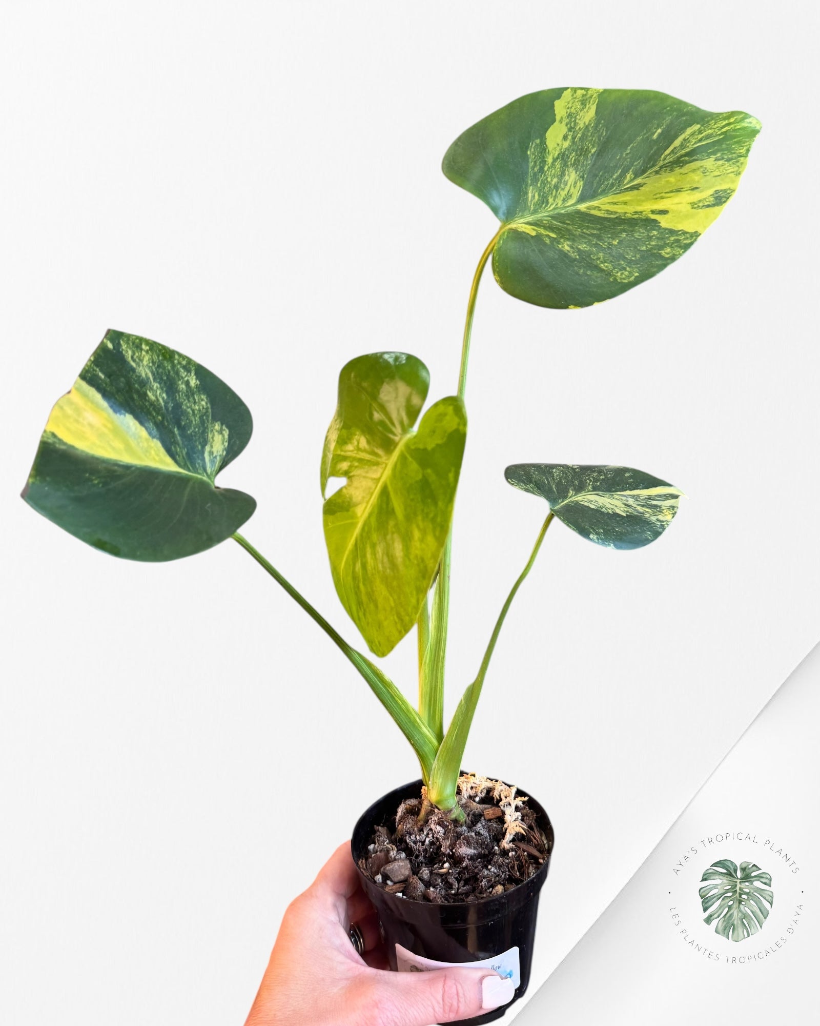 Monstera Deliciosa Jaune 'Marilyn' panaché - 8