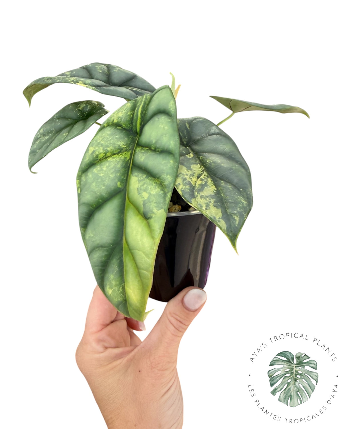 Alocasia Silver Dragon Aurea Panaché