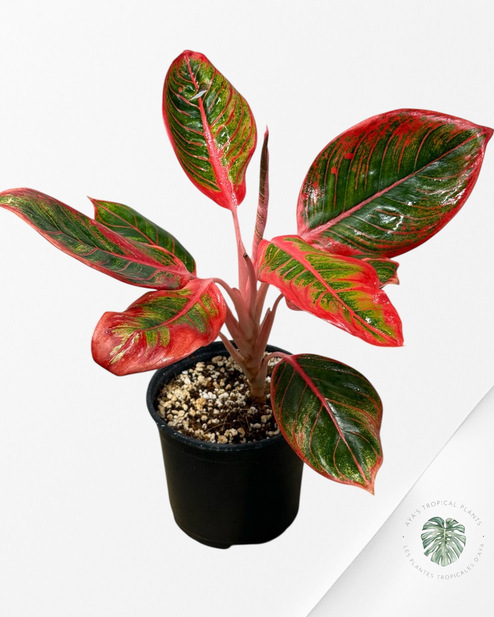 Aglaonema Khanza