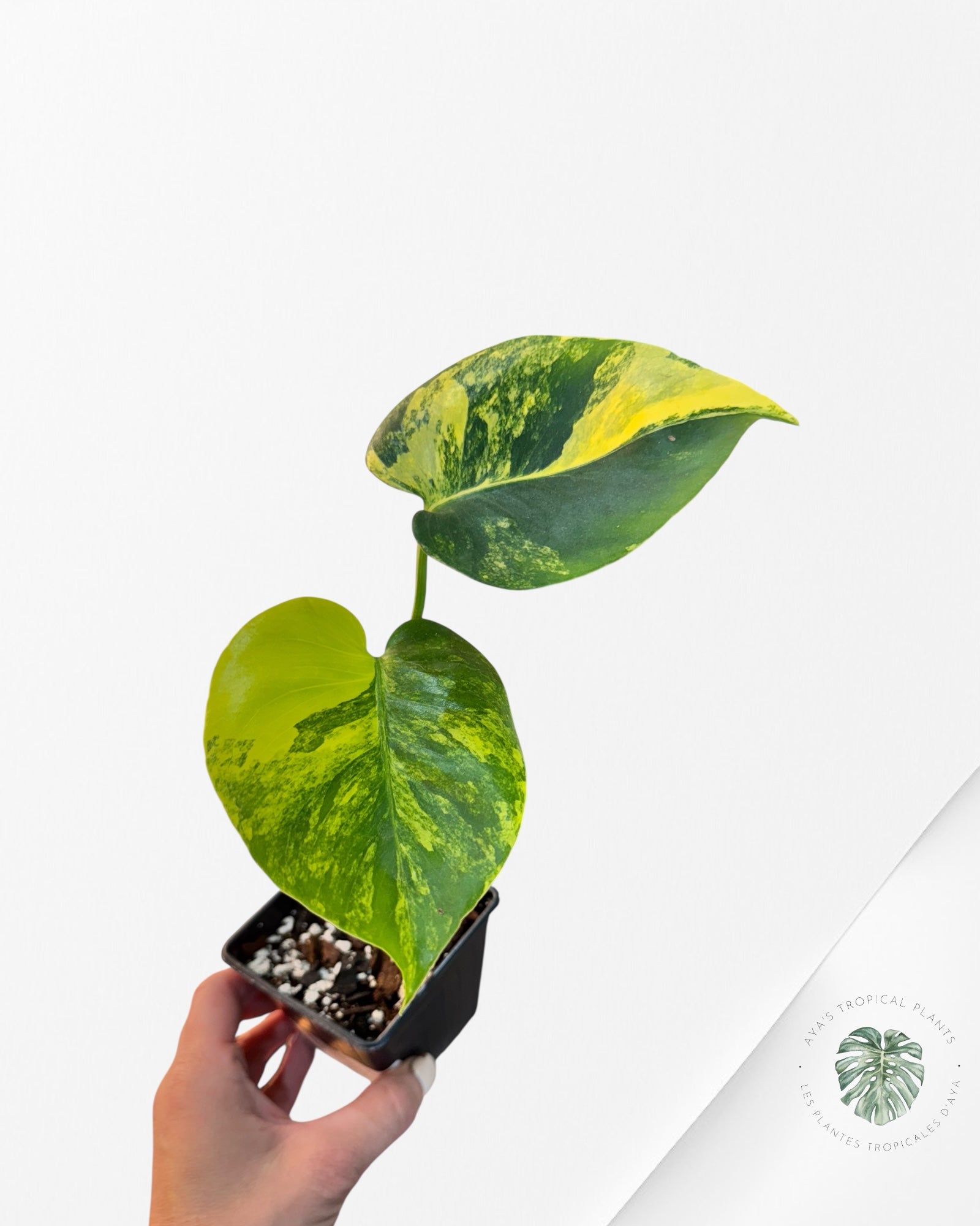 Monstera Deliciosa Jaune 'Marilyn' panaché - 3