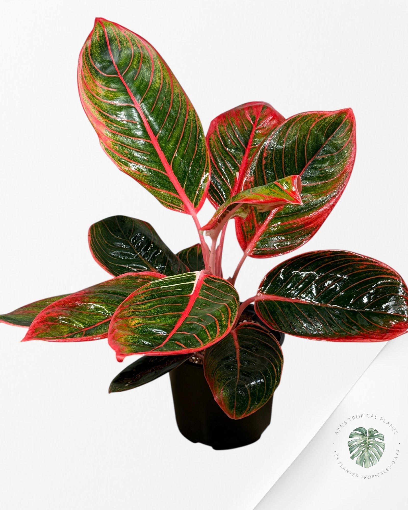 Aglaonema Khanza-Q