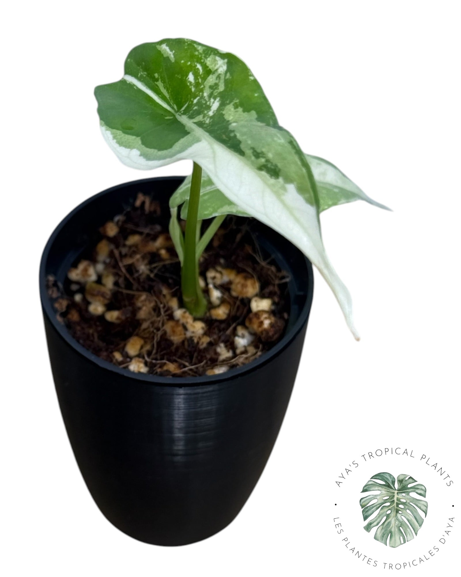 Alocasia  Simpo Albo Variegated