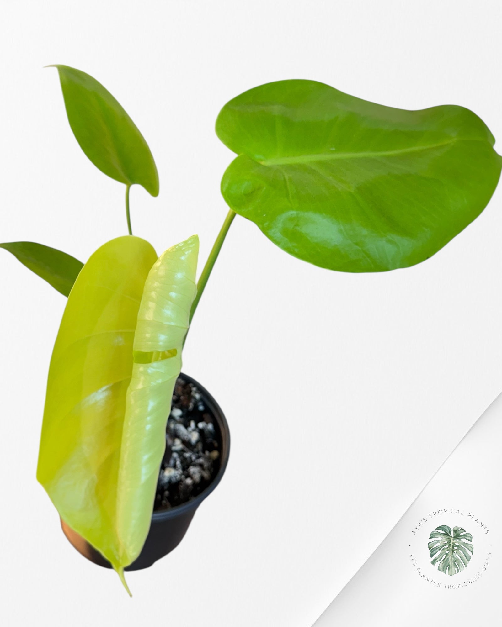 Monstera deliciosa 'Lemon Lime' - F6