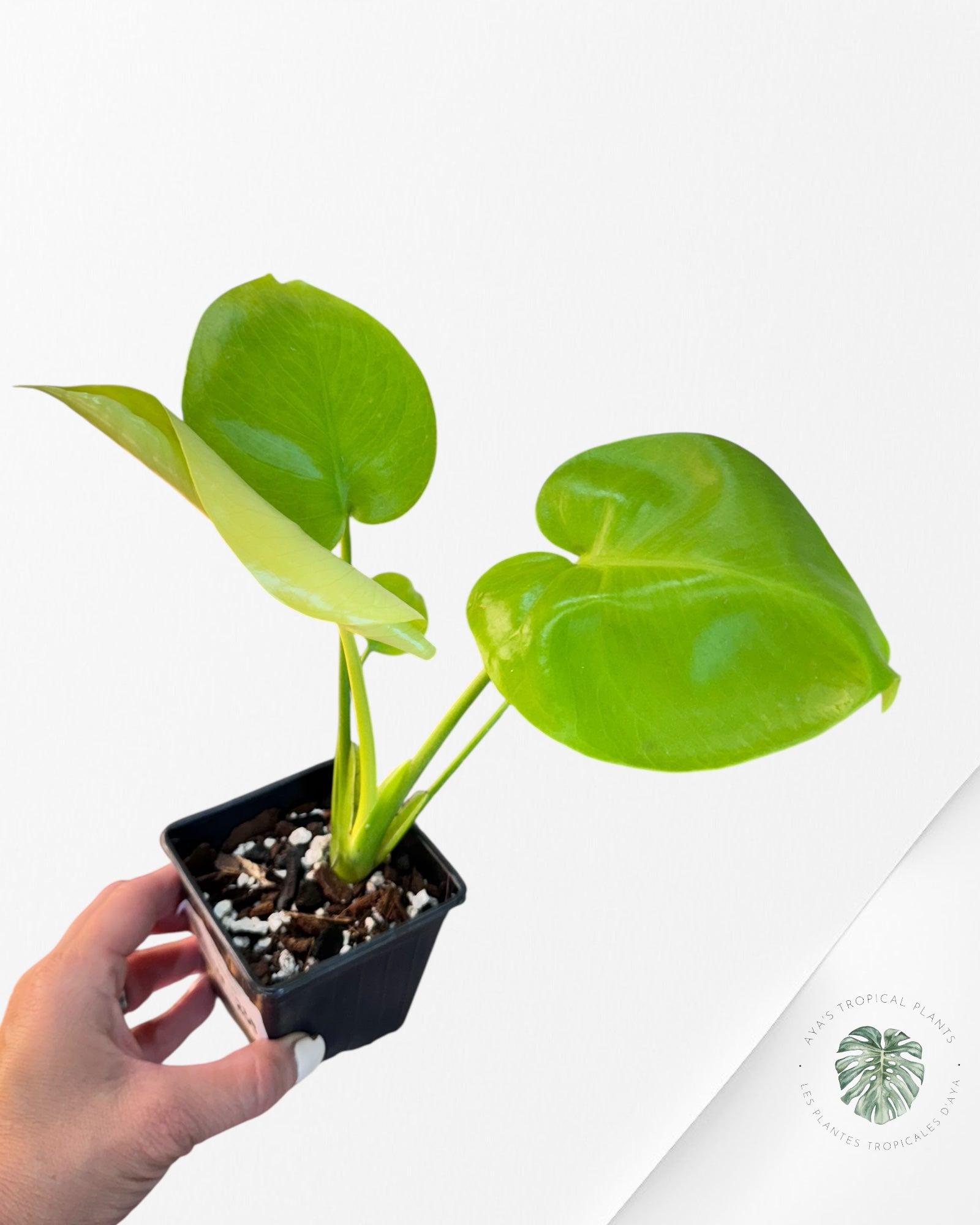 Monstera deliciosa 'Lemon Lime' - F00