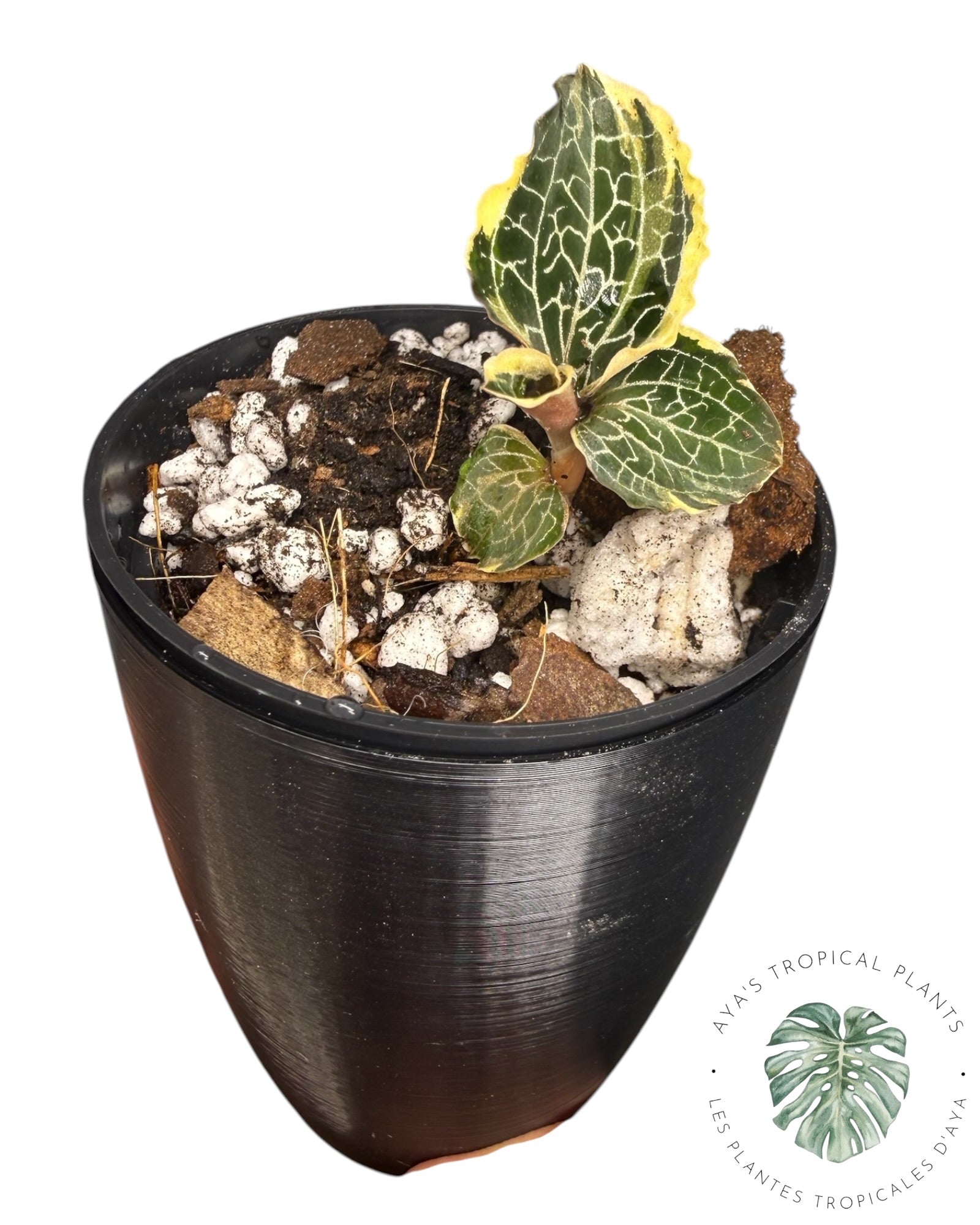 Anoectochilus Silver Silk