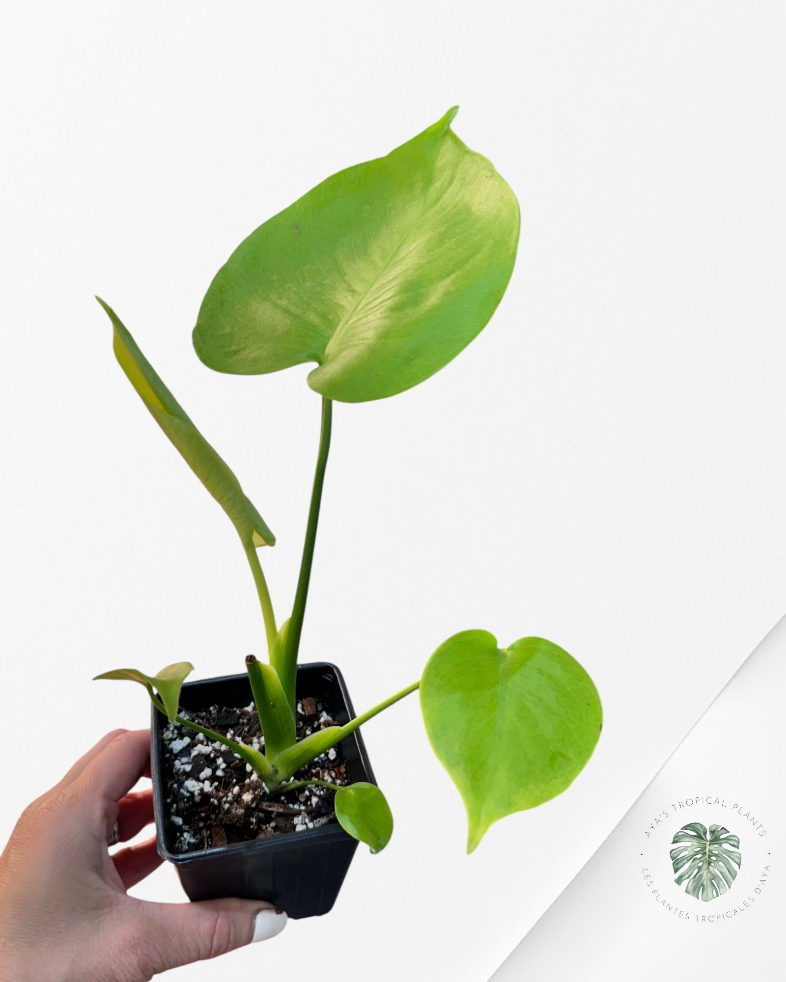 Monstera deliciosa 'Lemon Lime' - V