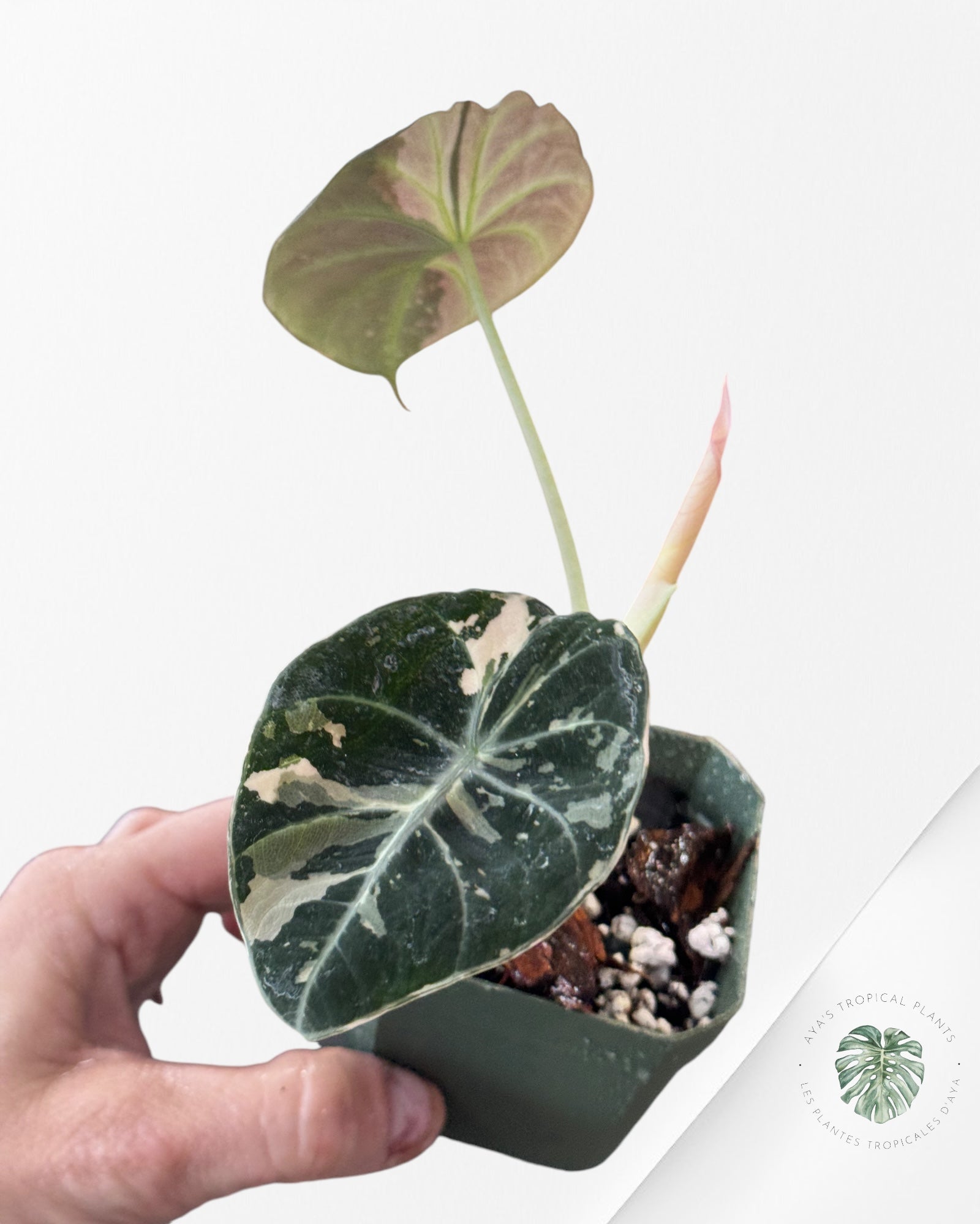 Alocasia Black Velvet Pink-M