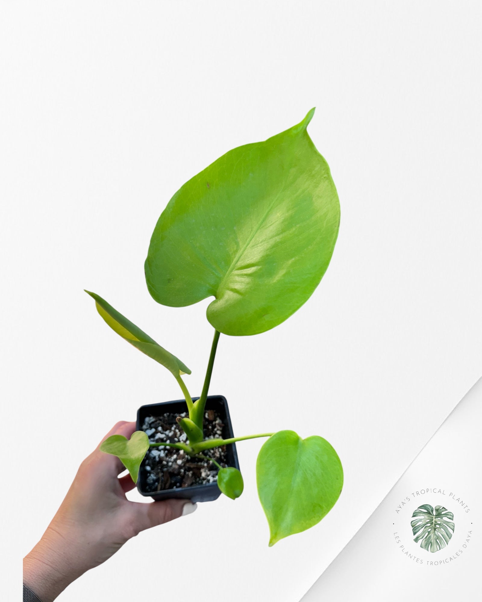 Monstera deliciosa 'Lemon Lime' - V