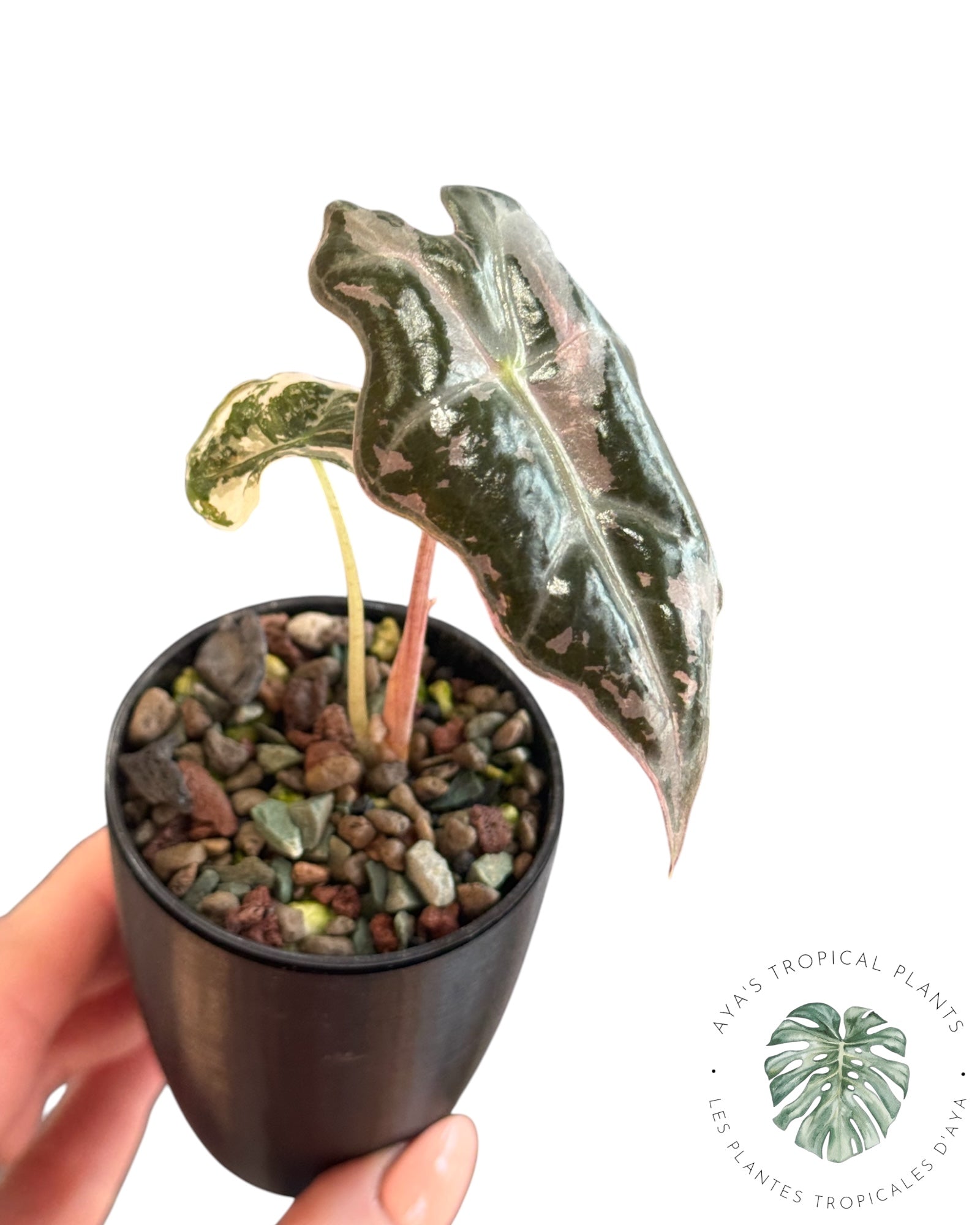Alocasia Nobilis Pink Variegated