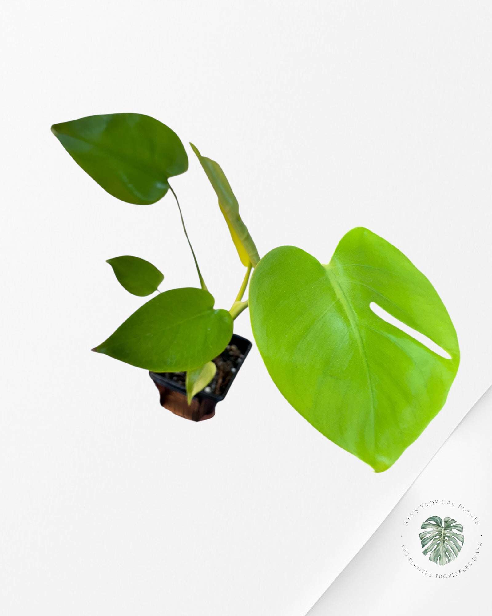 Monstera deliciosa 'Lemon Lime' - T