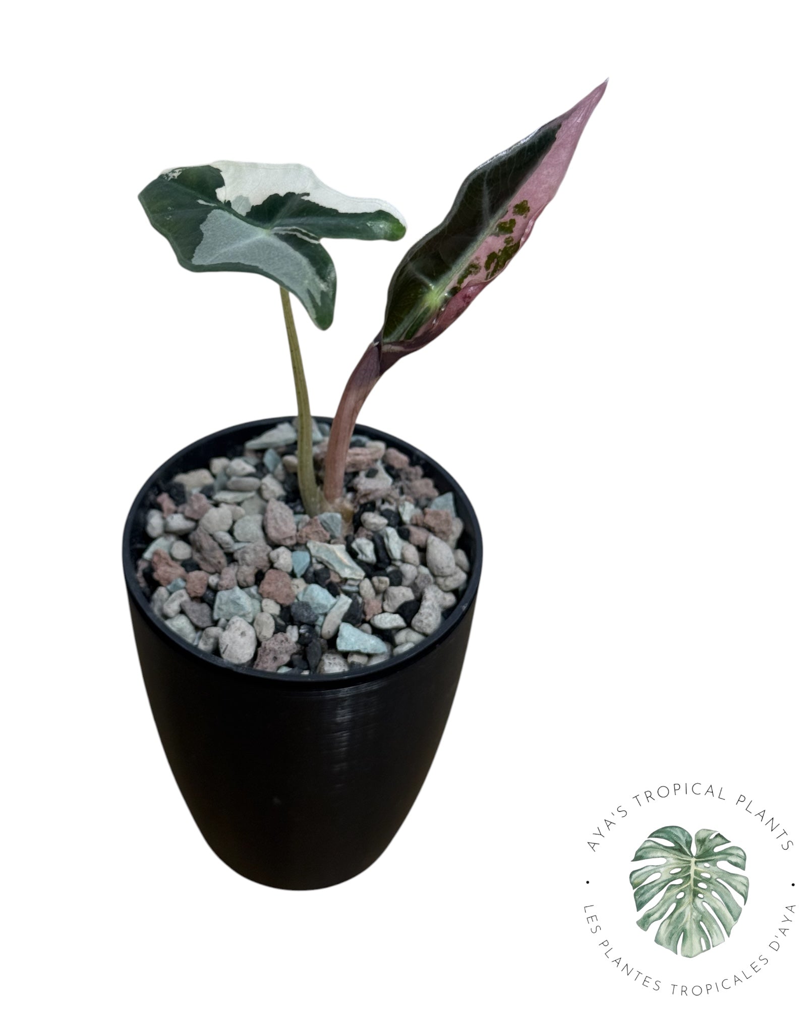 Alocasia Nobilis Pink Variegated