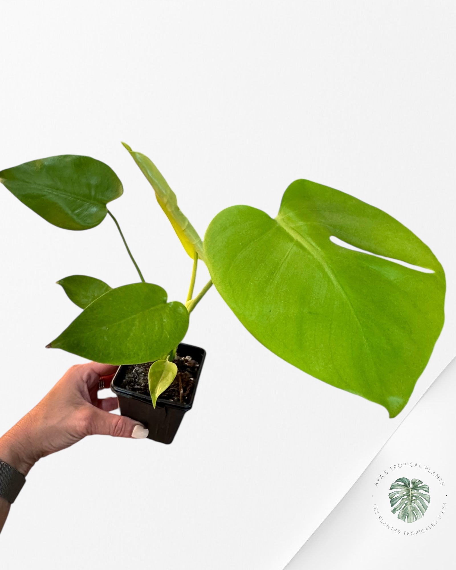 Monstera deliciosa 'Lemon Lime' - T